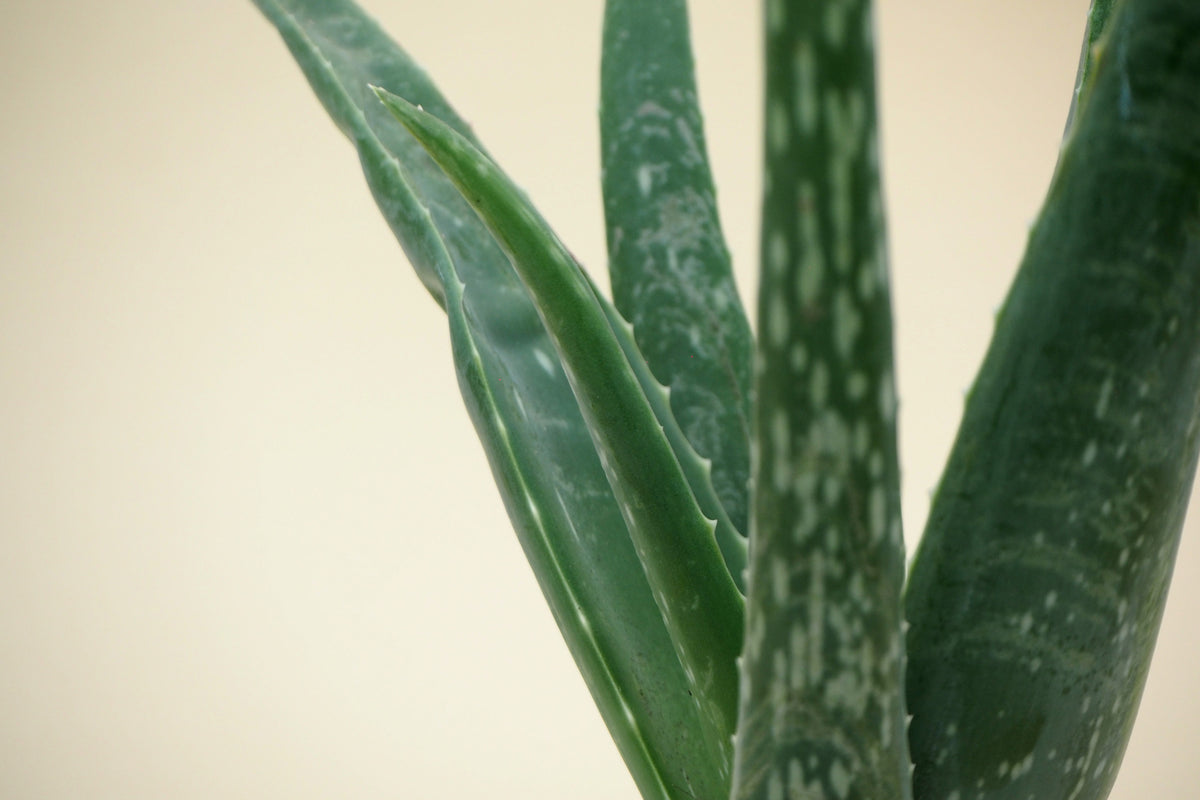Pasning af Aloe vera –