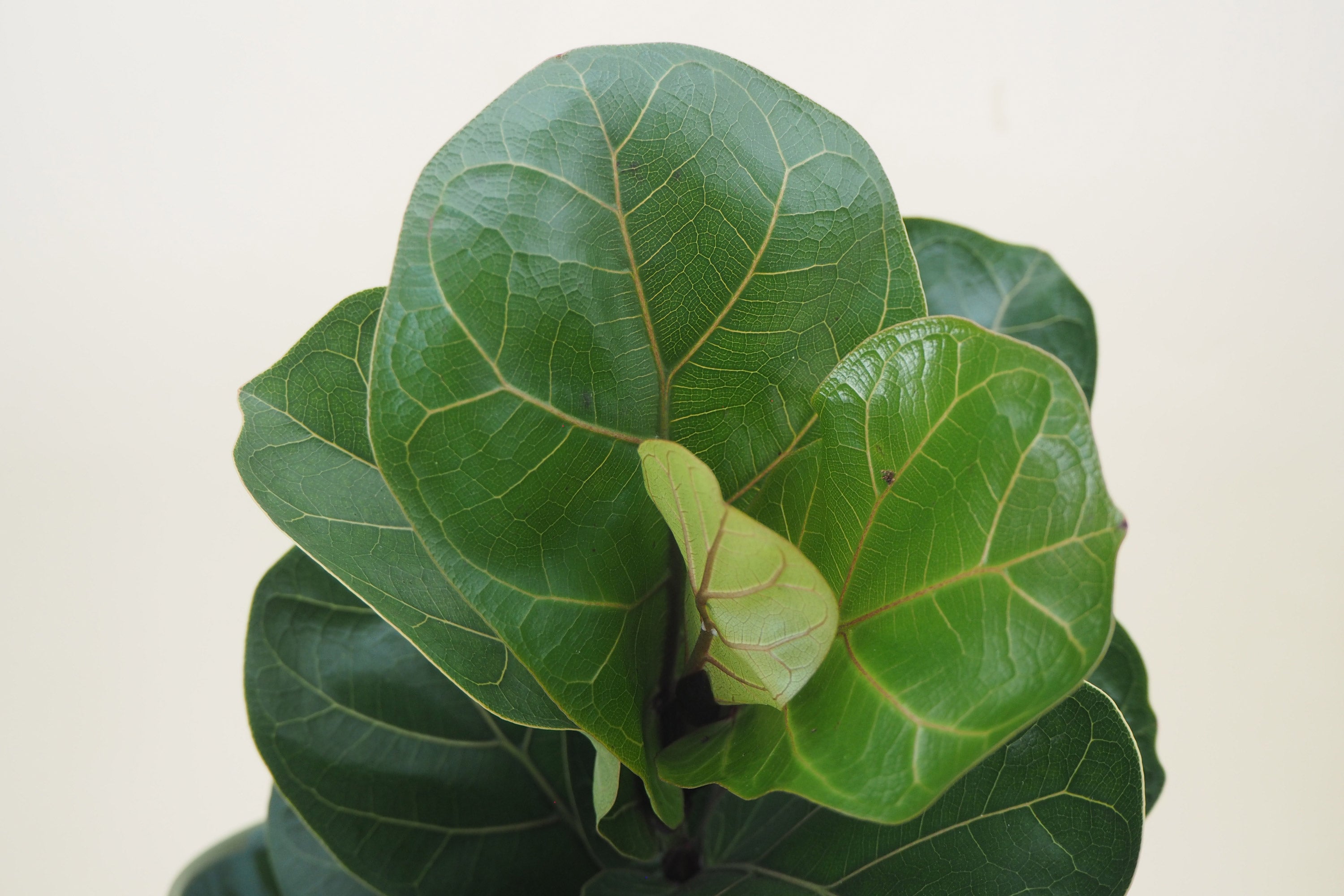 ficus lyrata violinfigen