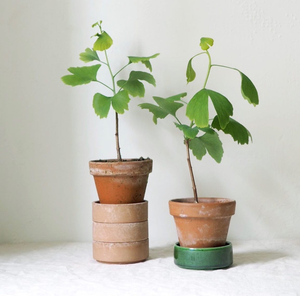 Pasning af Ginkgo Biloba