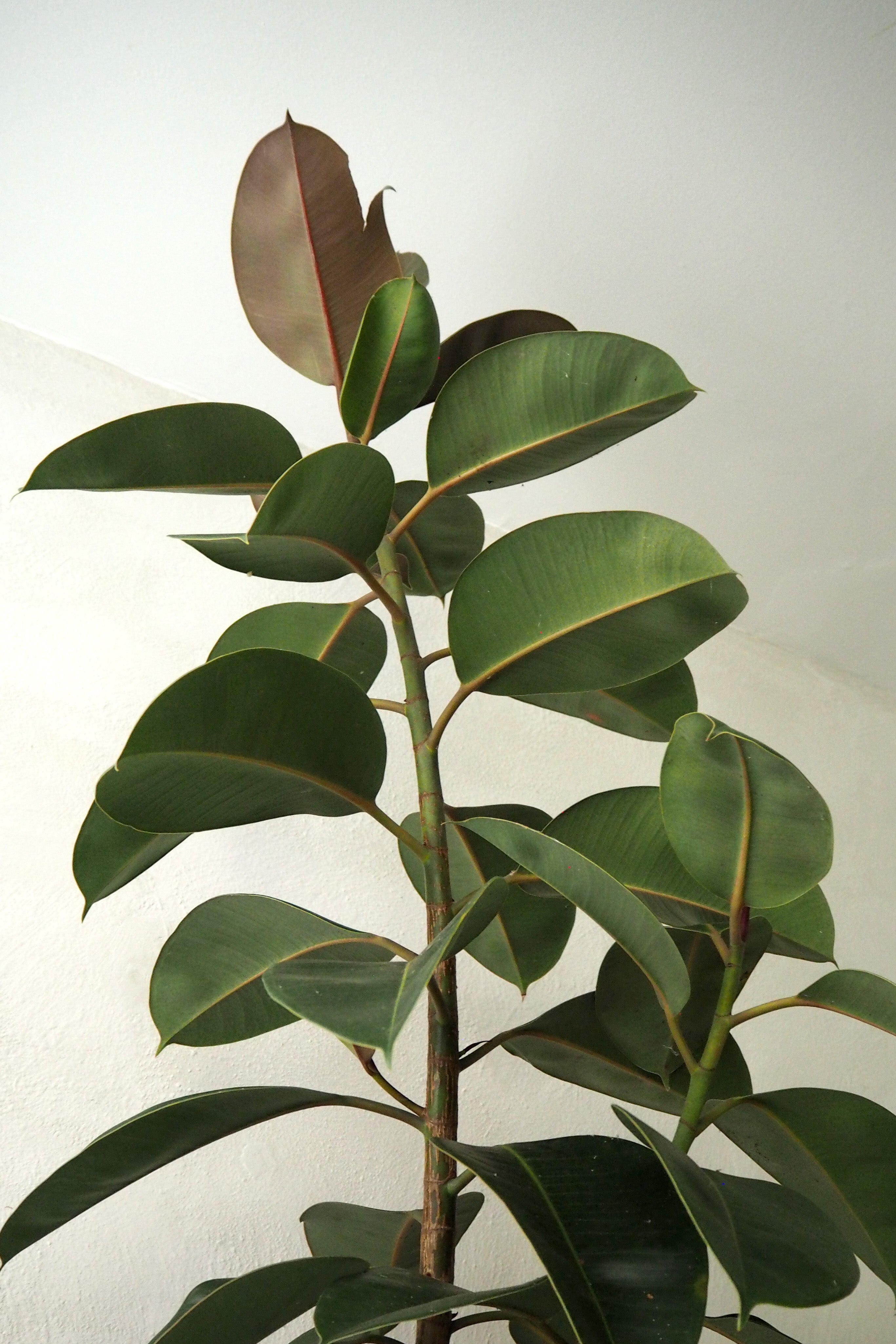 Gummitræ Ficus elastica