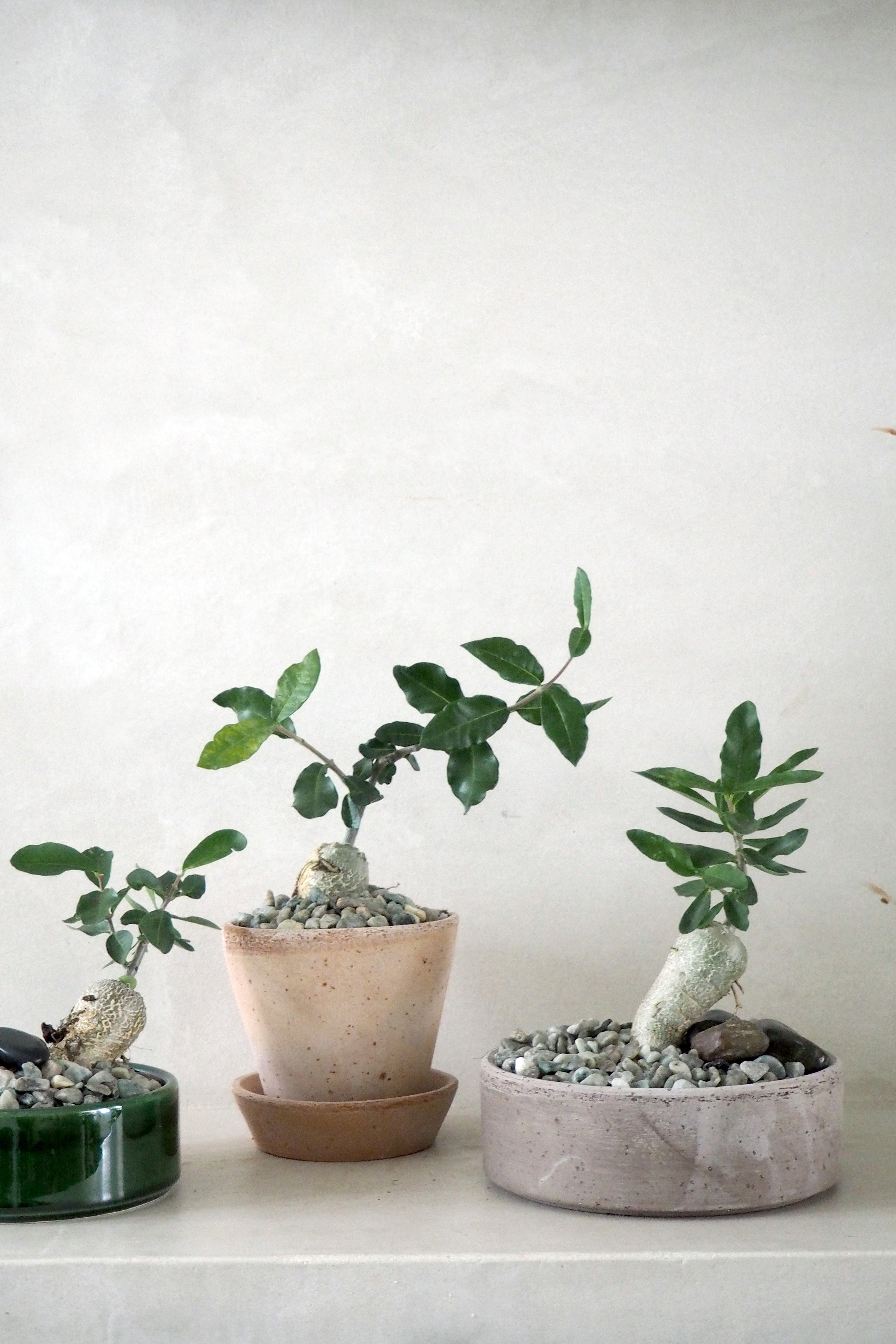 Fockea Edulis - den fascinerende knoldplante