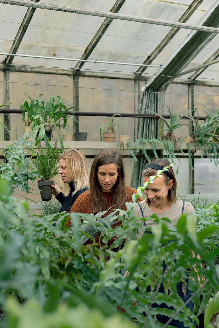 Gode gartnerråd til danskavlede planter