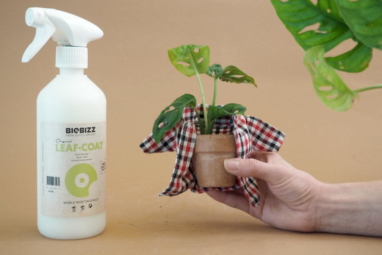 Vidste du din plante mangler en vinterjakke?