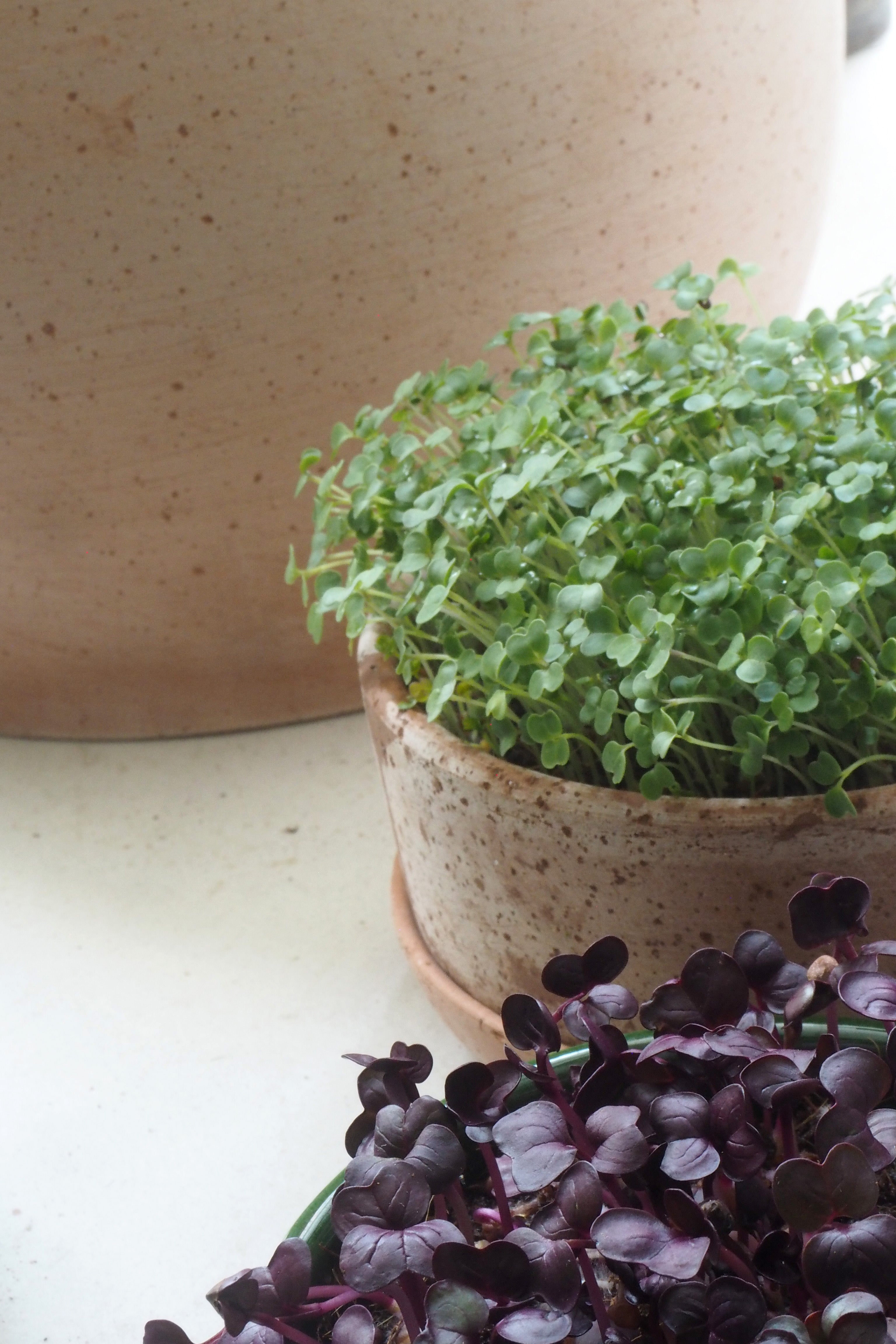 Dyrk mikrogrønt i vindueskarmen