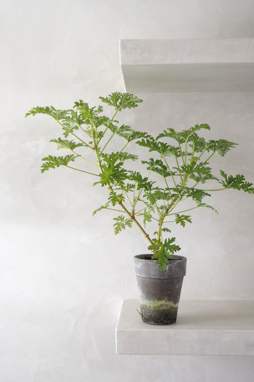 Danskavlede Duftgeranier - Duften af nostalgi og friskhed