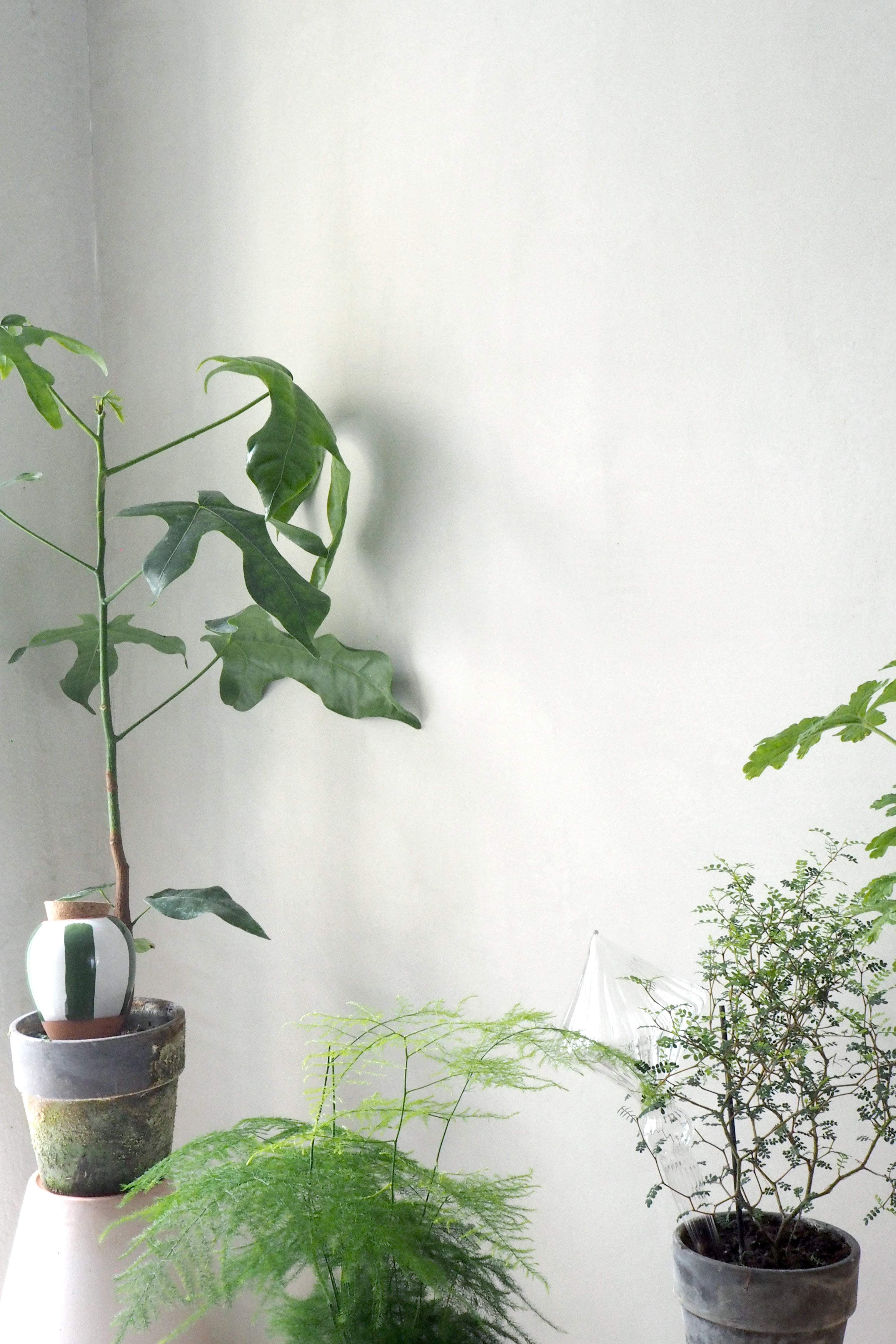 Sådan sikrer du, at dine planter trives i sommervarmen, selv når du er på ferie!