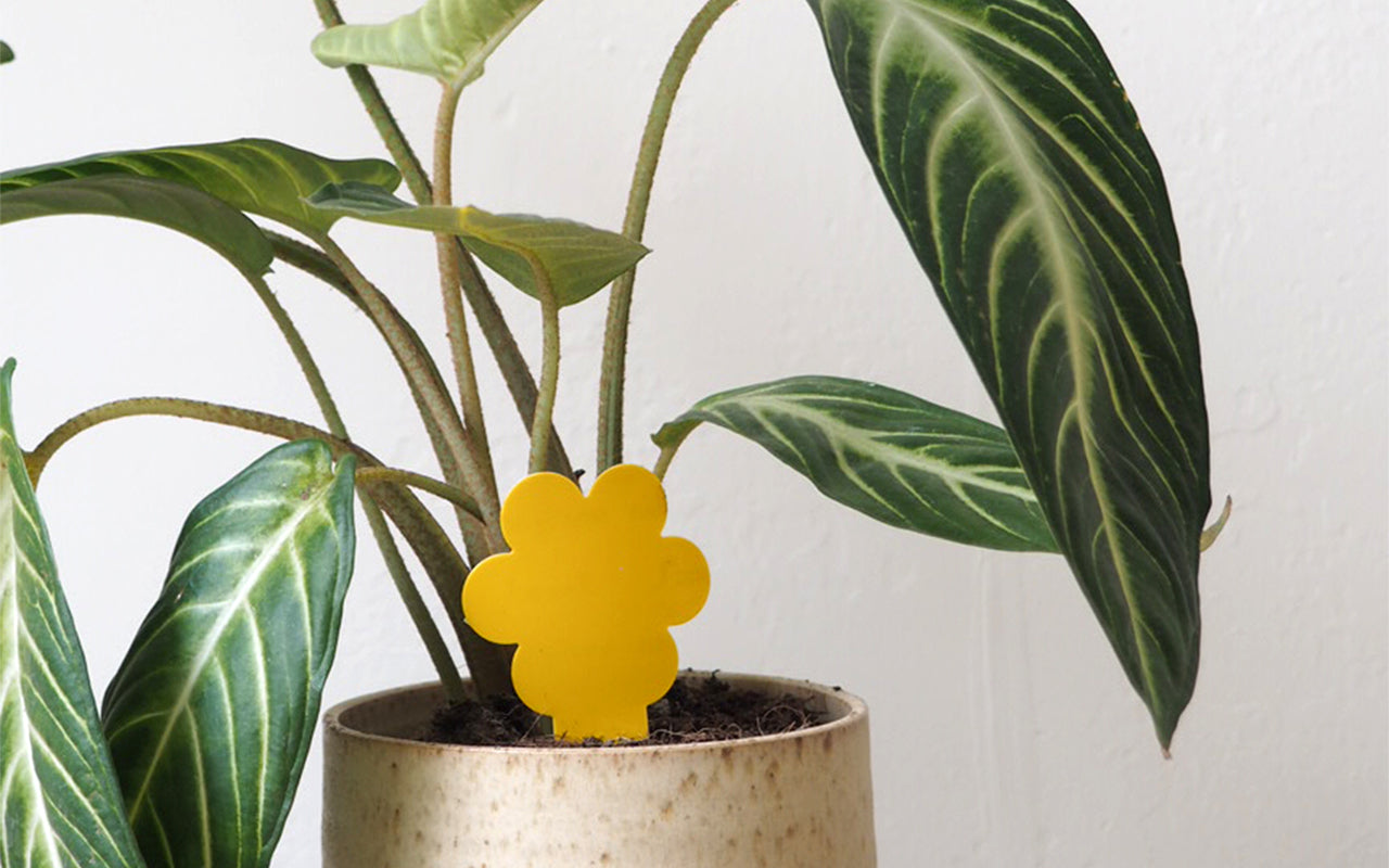 Sørgemyg bekæmpelse