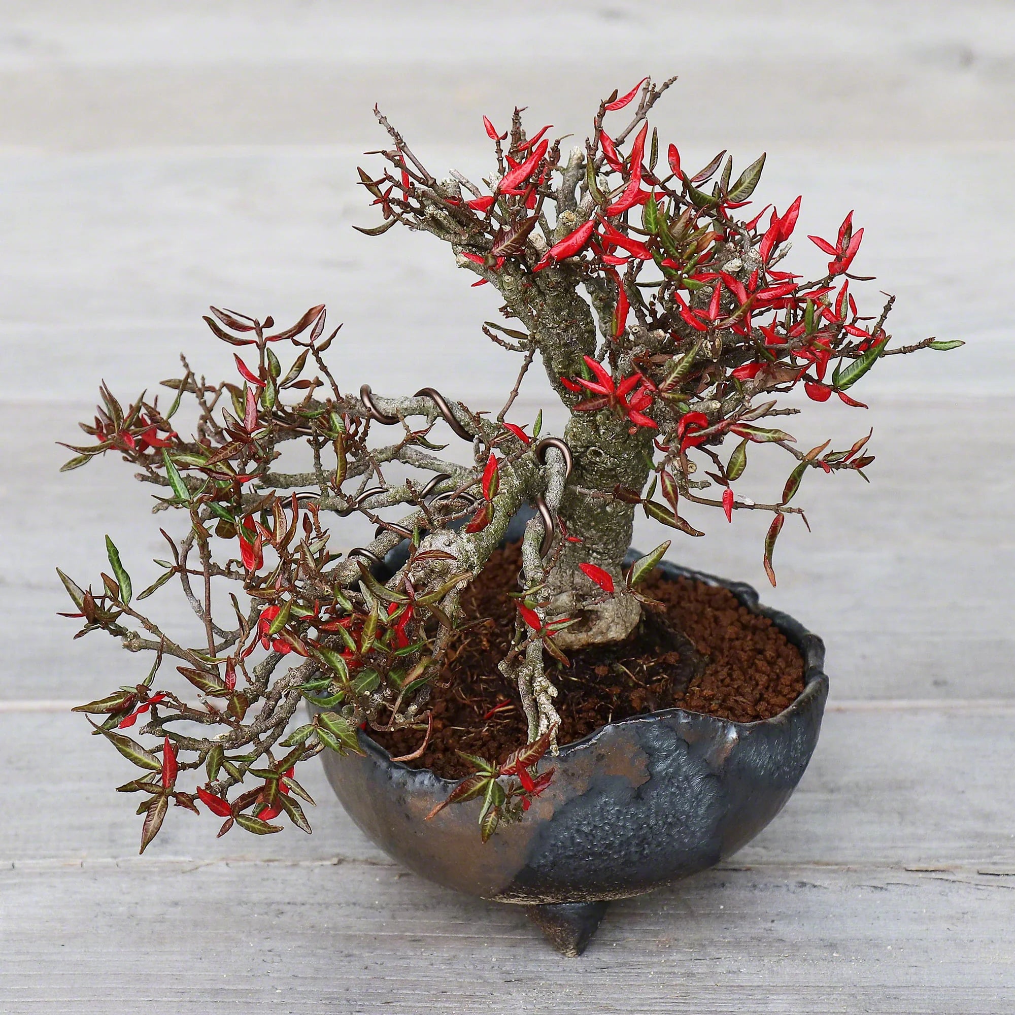 Japansk bonsai krukke, håndlavet, sort