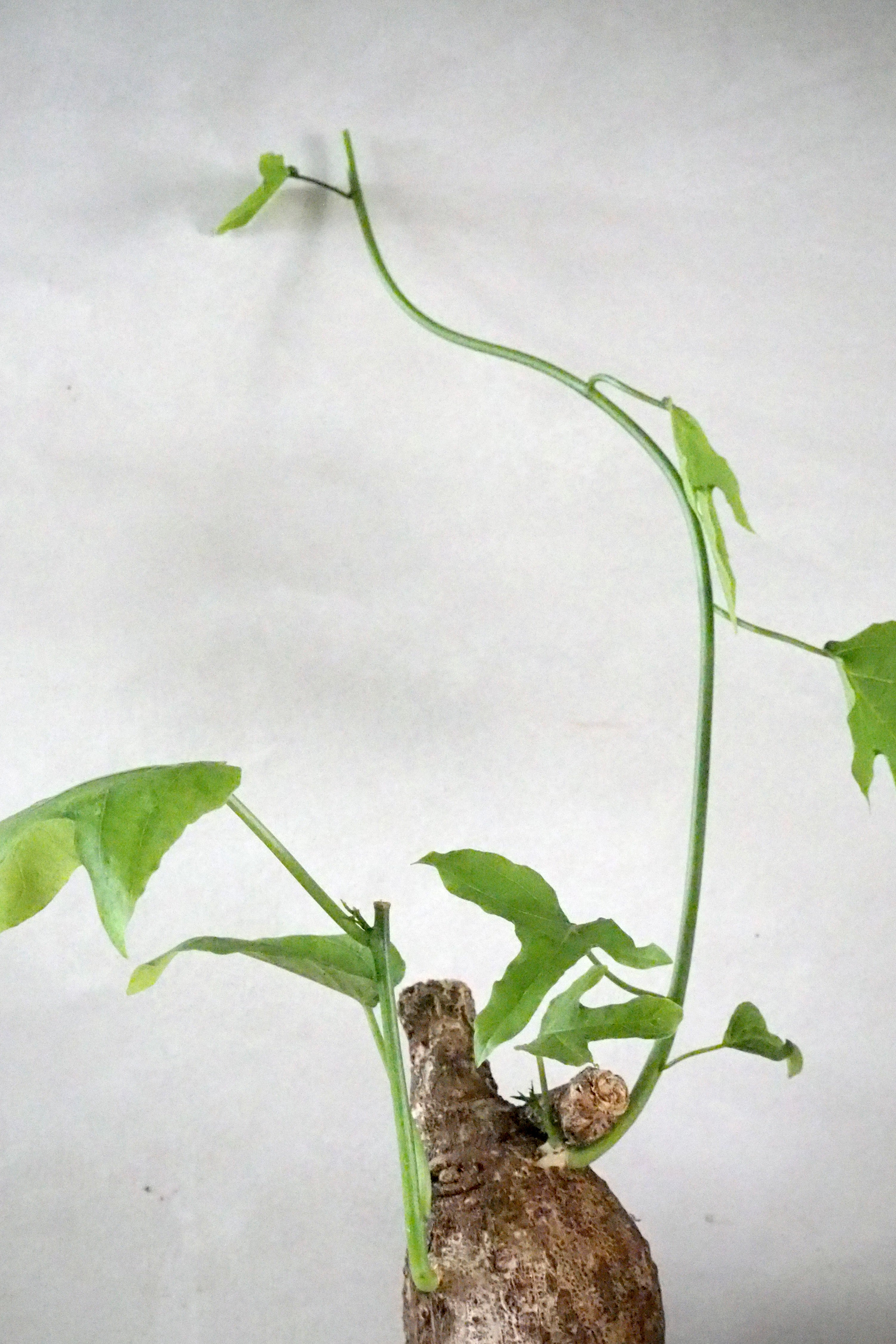 Adenia viridiflora