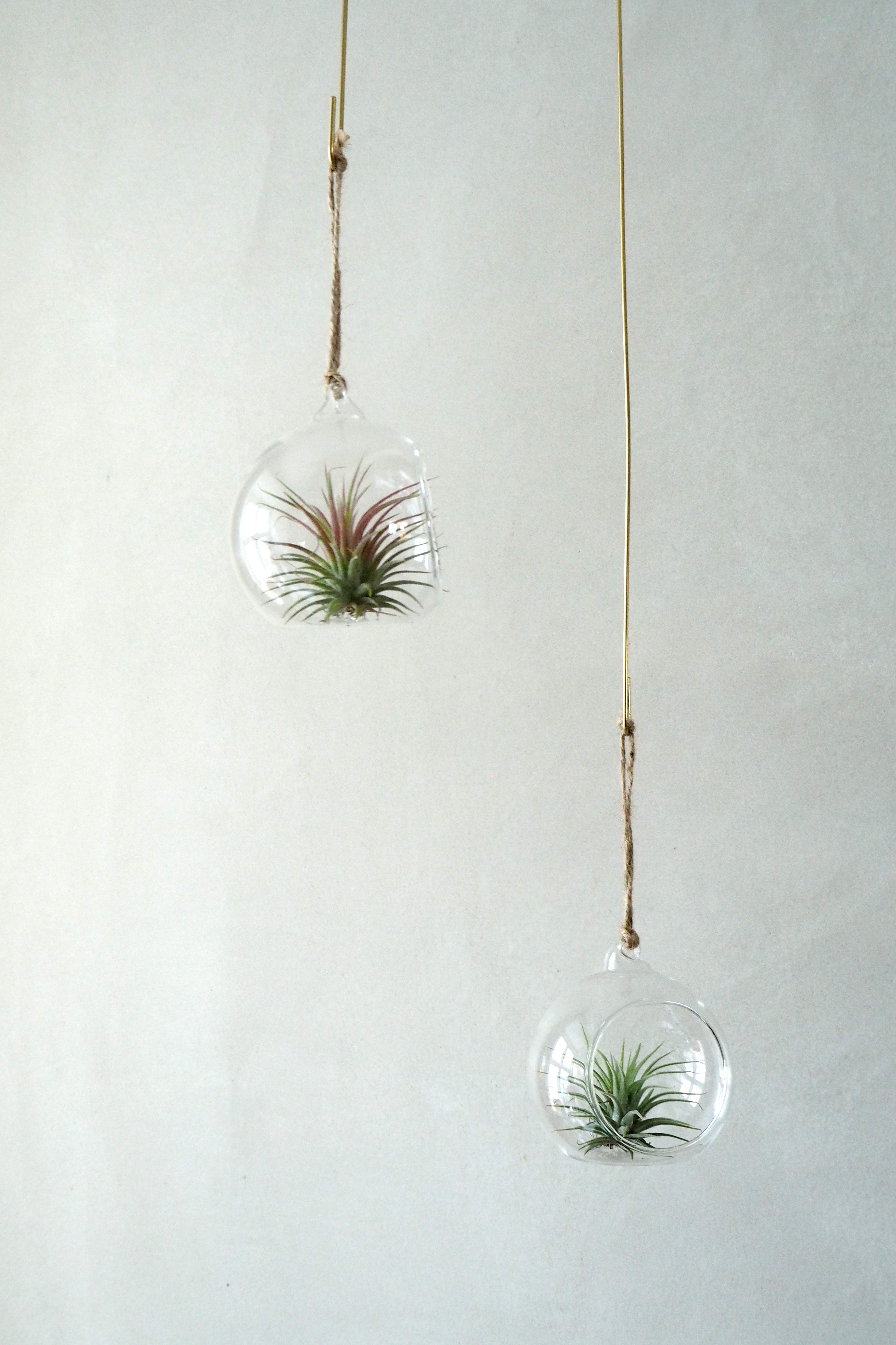 Julekugle air plants