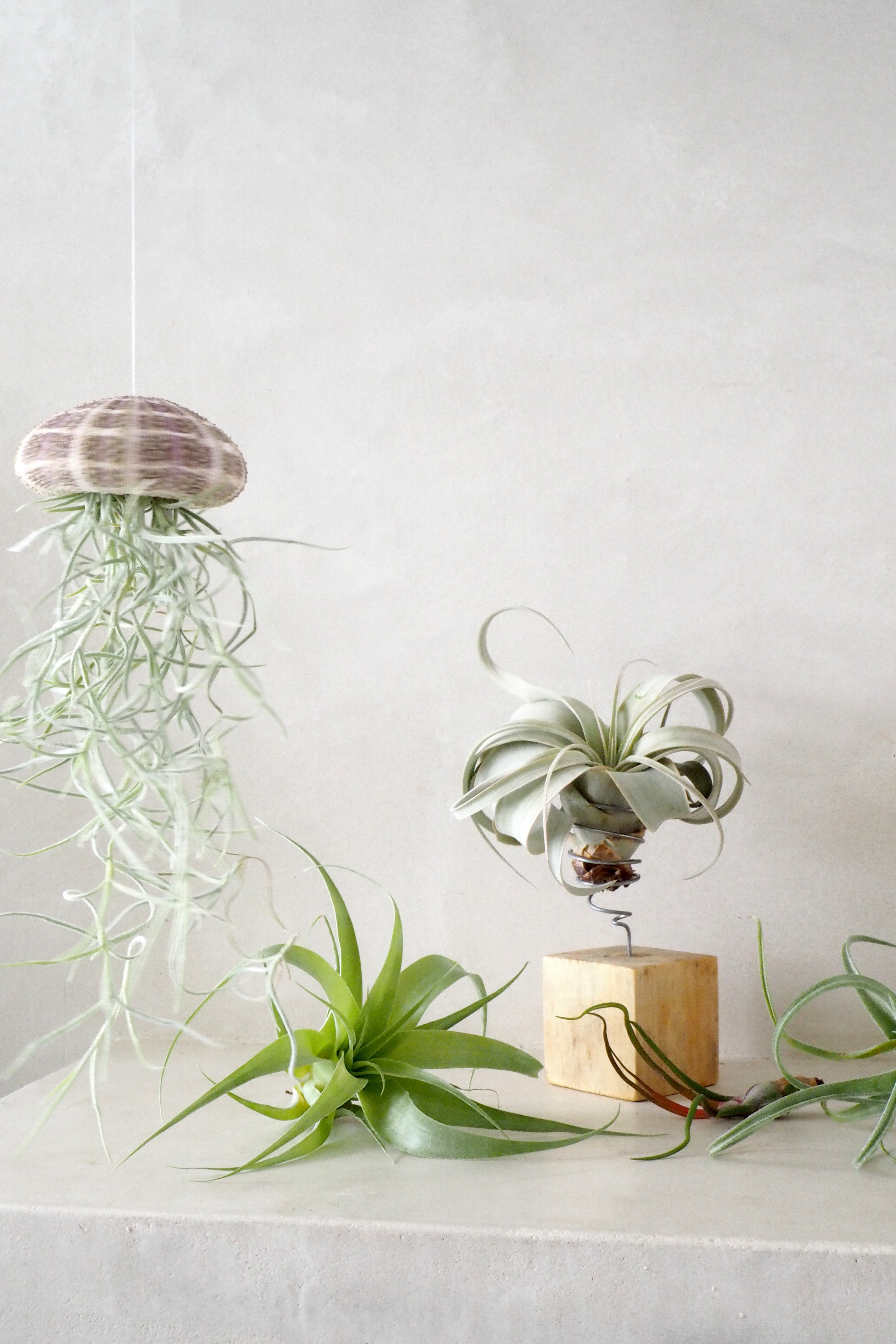 Tillandsia Usneoides i søpindsvin
