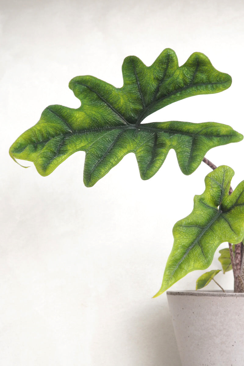 Alocasia Jacklyn