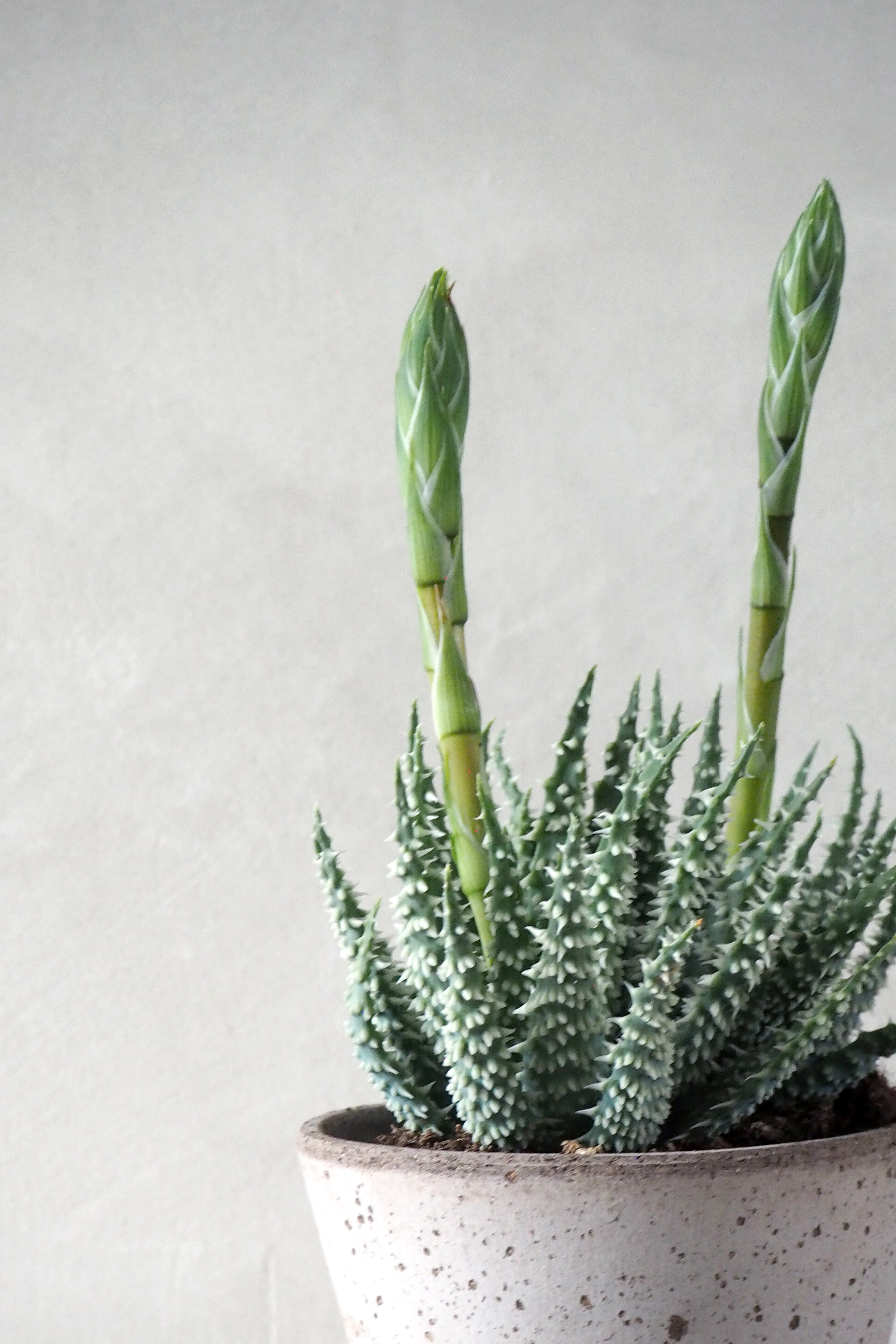 Aloe humilis