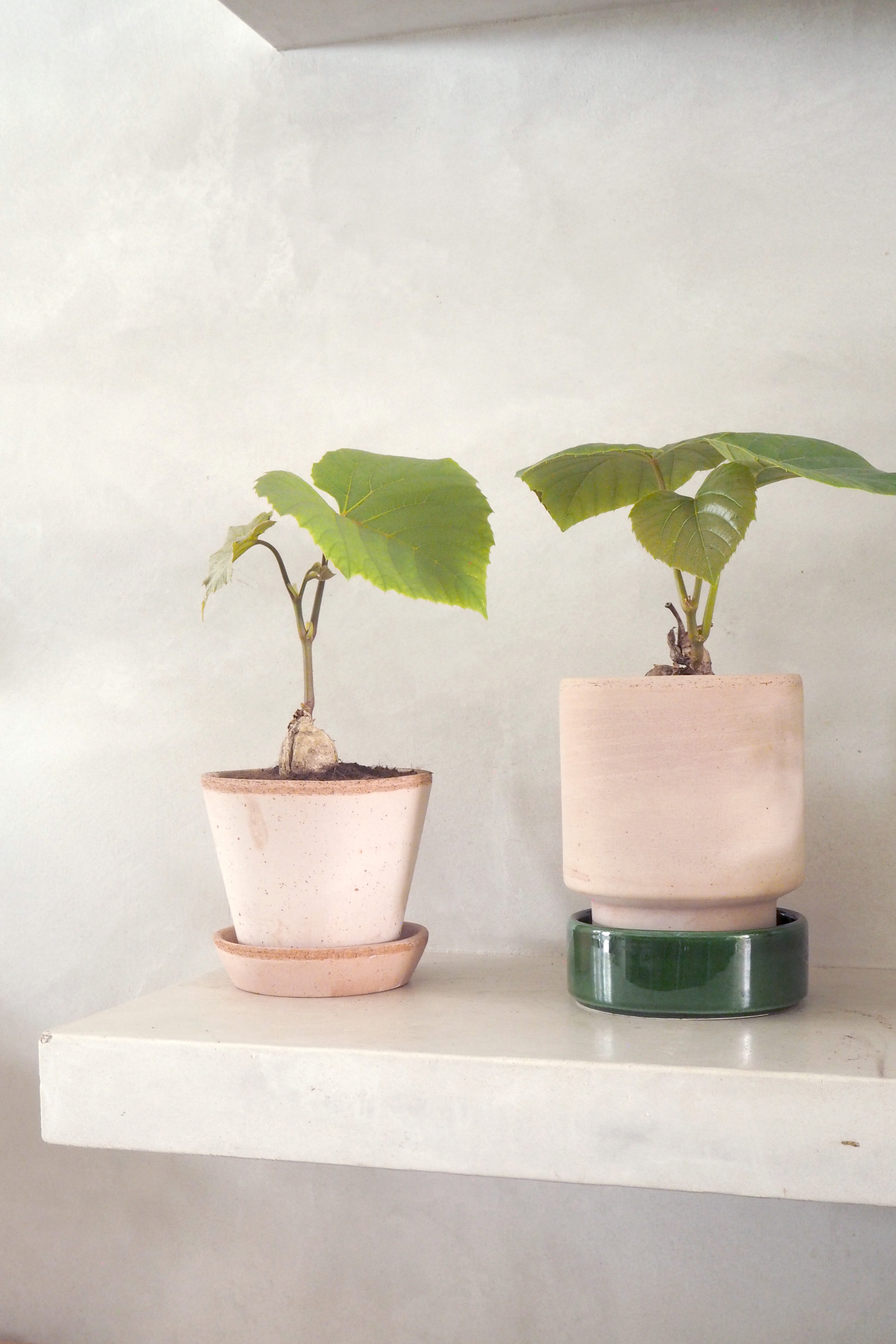 Ampelocissus martini