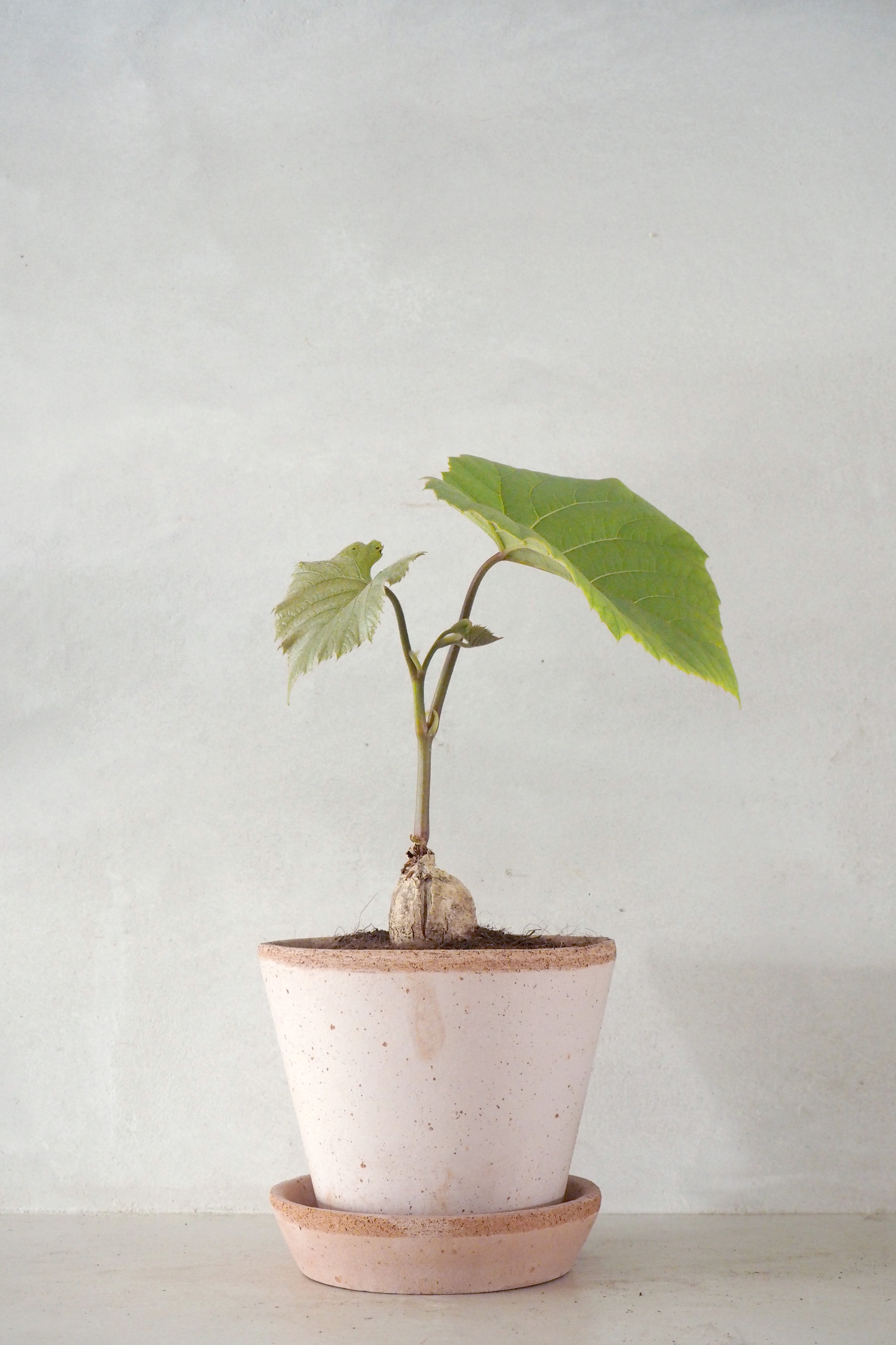 Ampelocissus martini