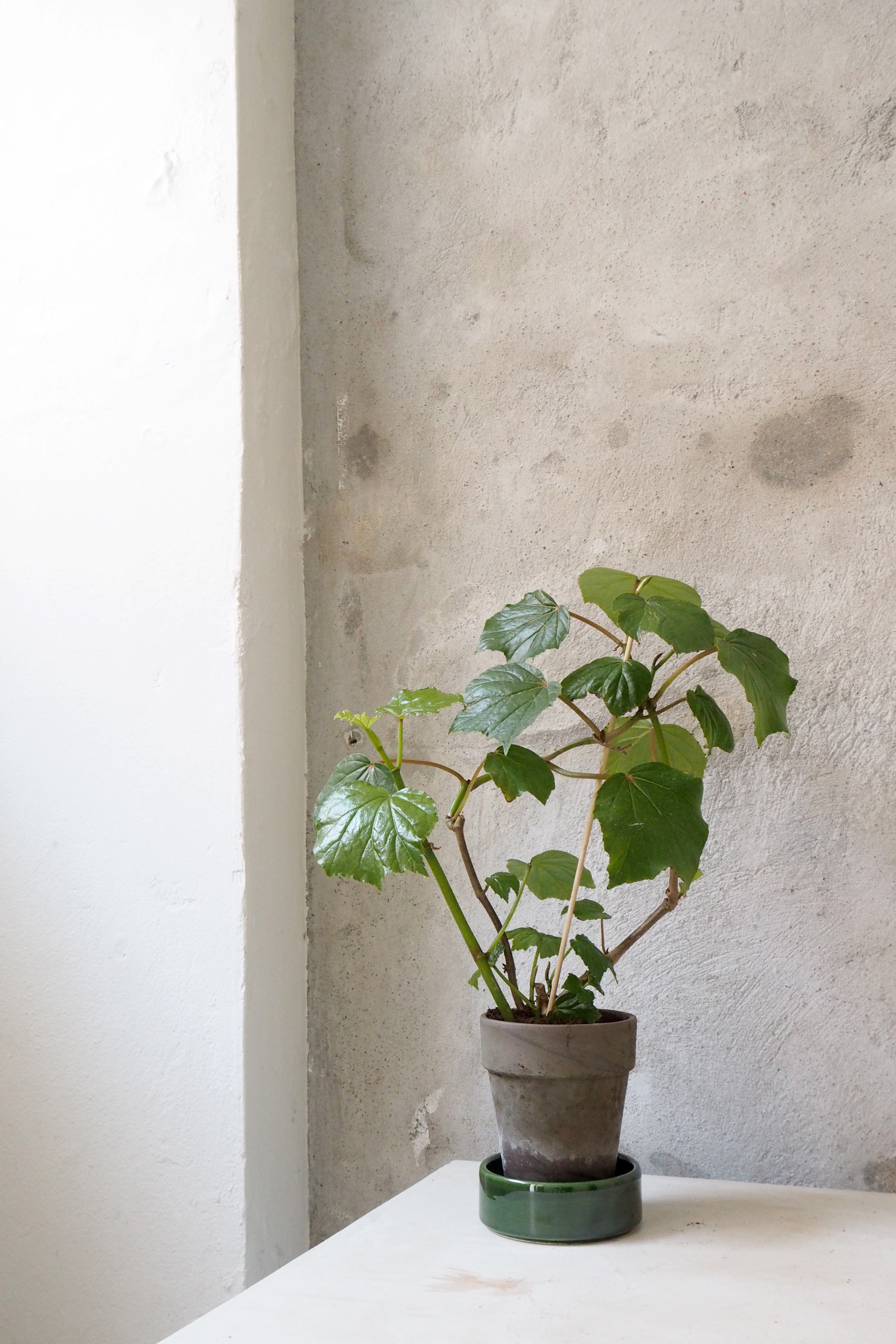 Begonia convolvulacea