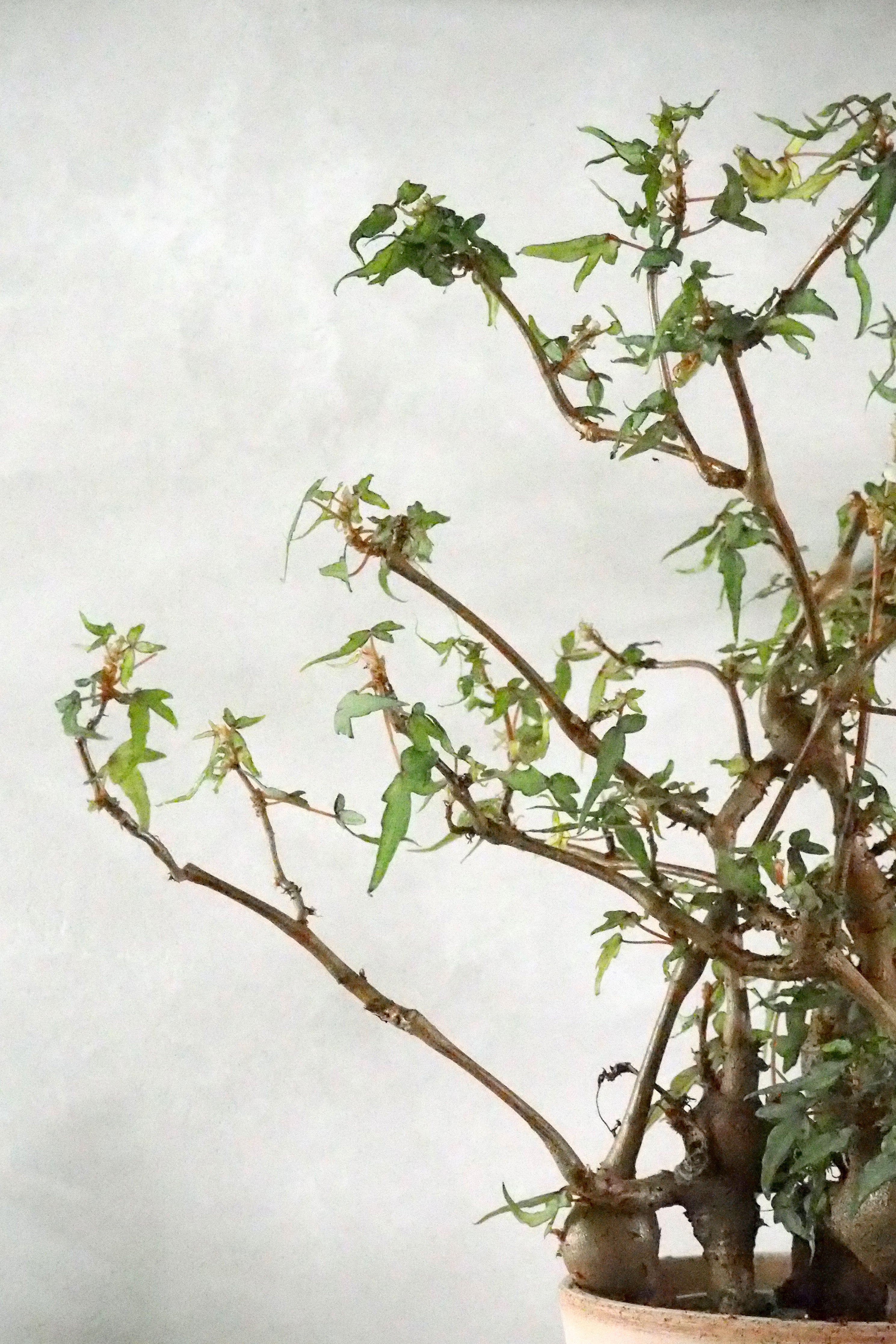Begonia tripartita