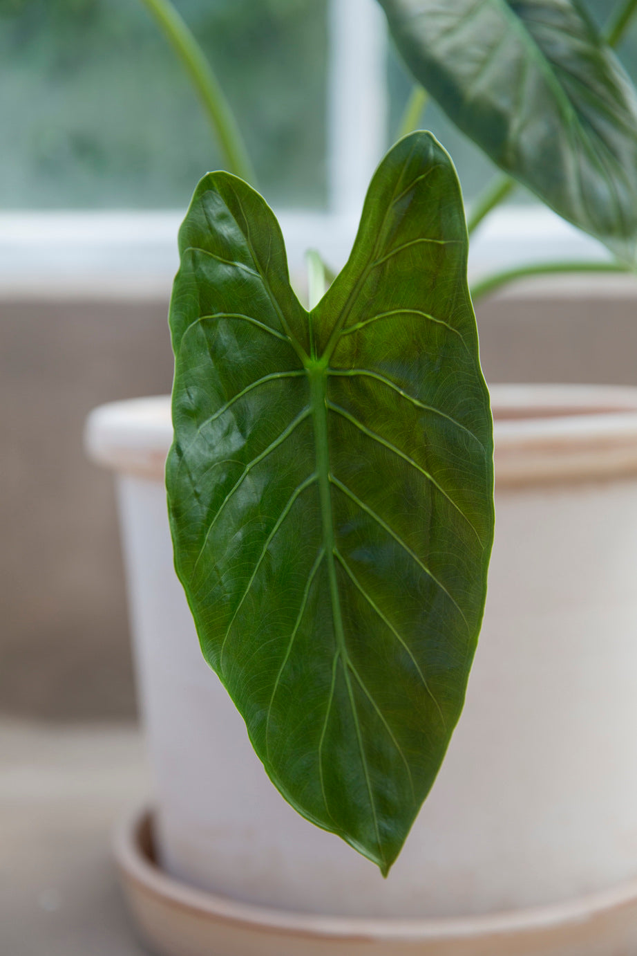 Galestro gulvkrukke, raw rosa