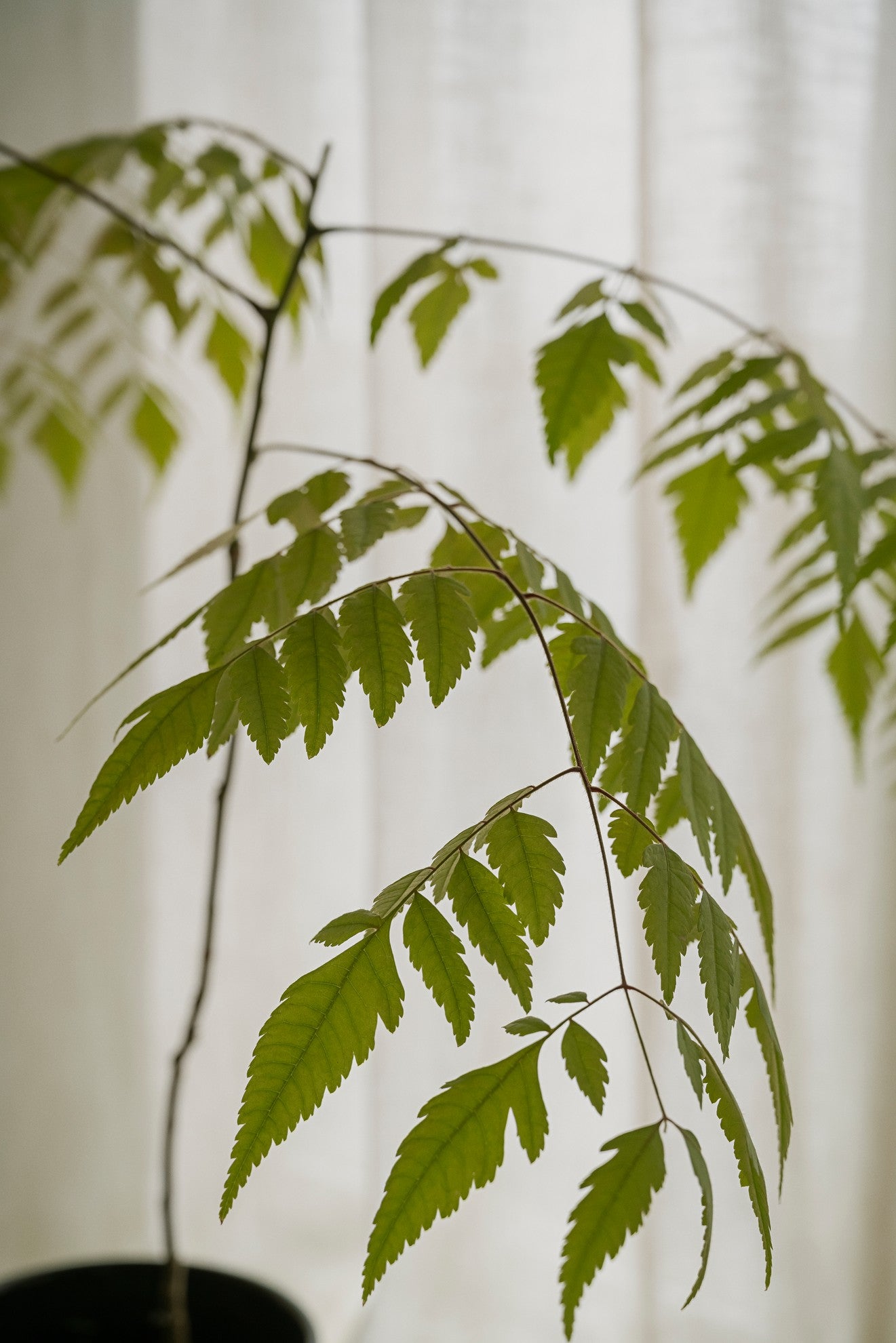 Hoff krukke, Sapphire Blue