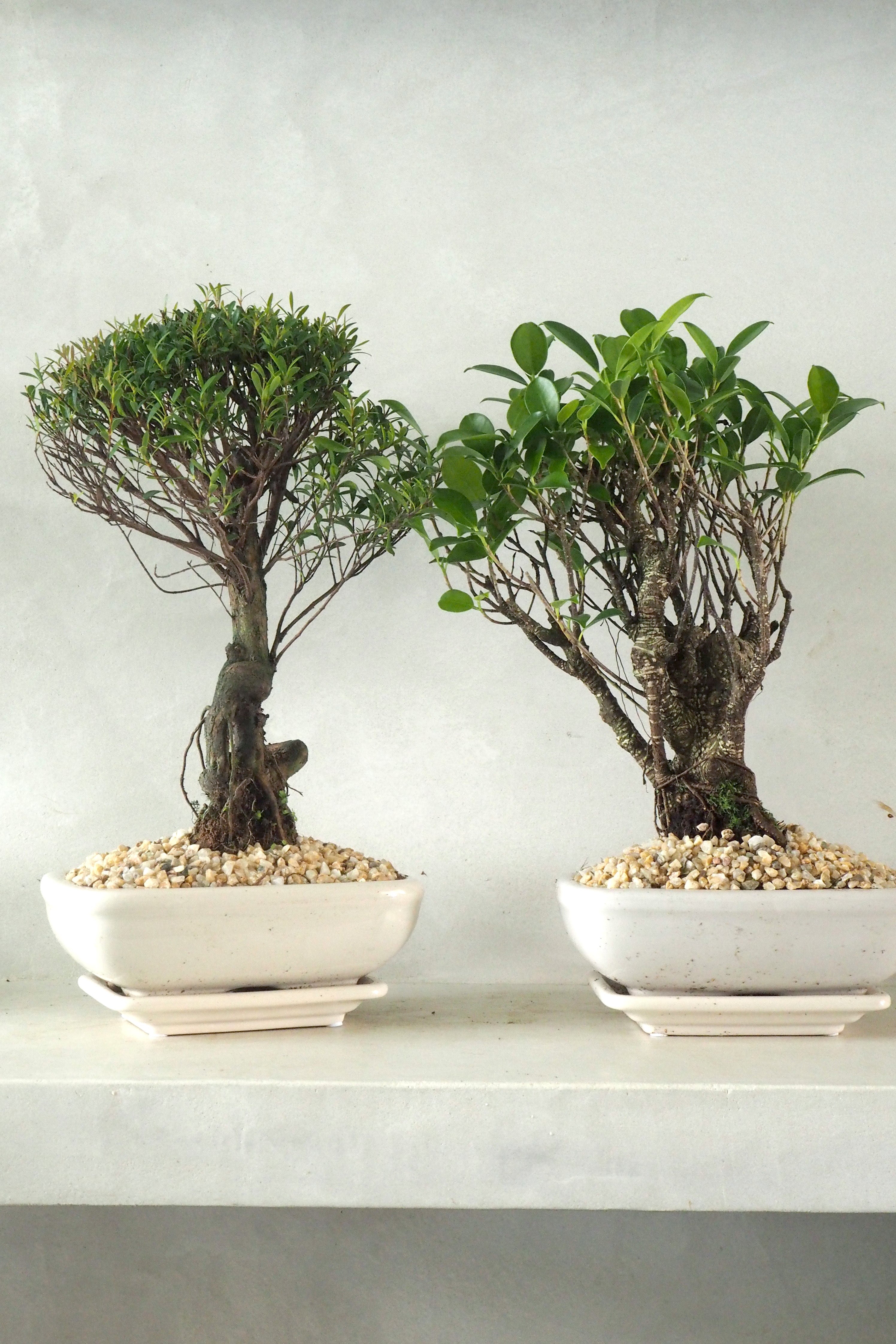 Bonsai Ficus, medium II