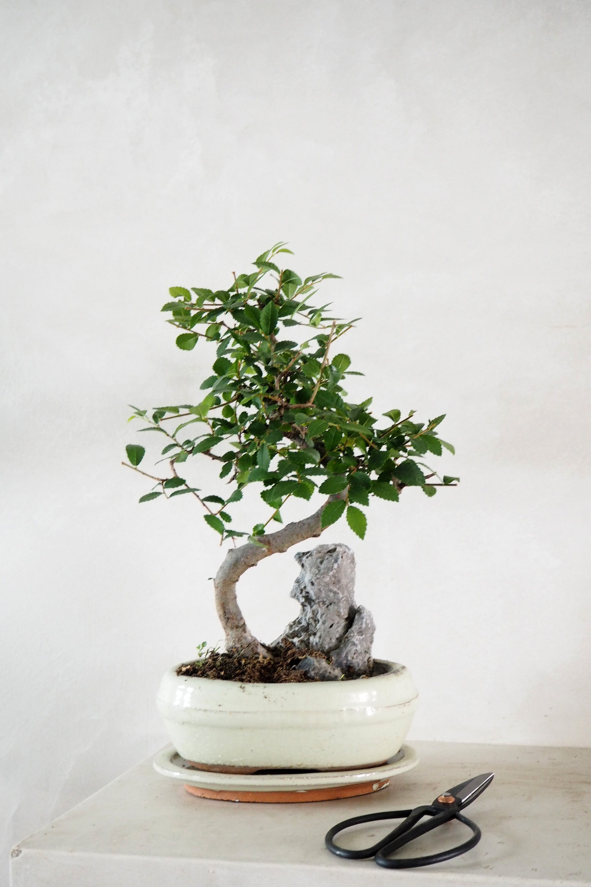 Bonsai saks, lille