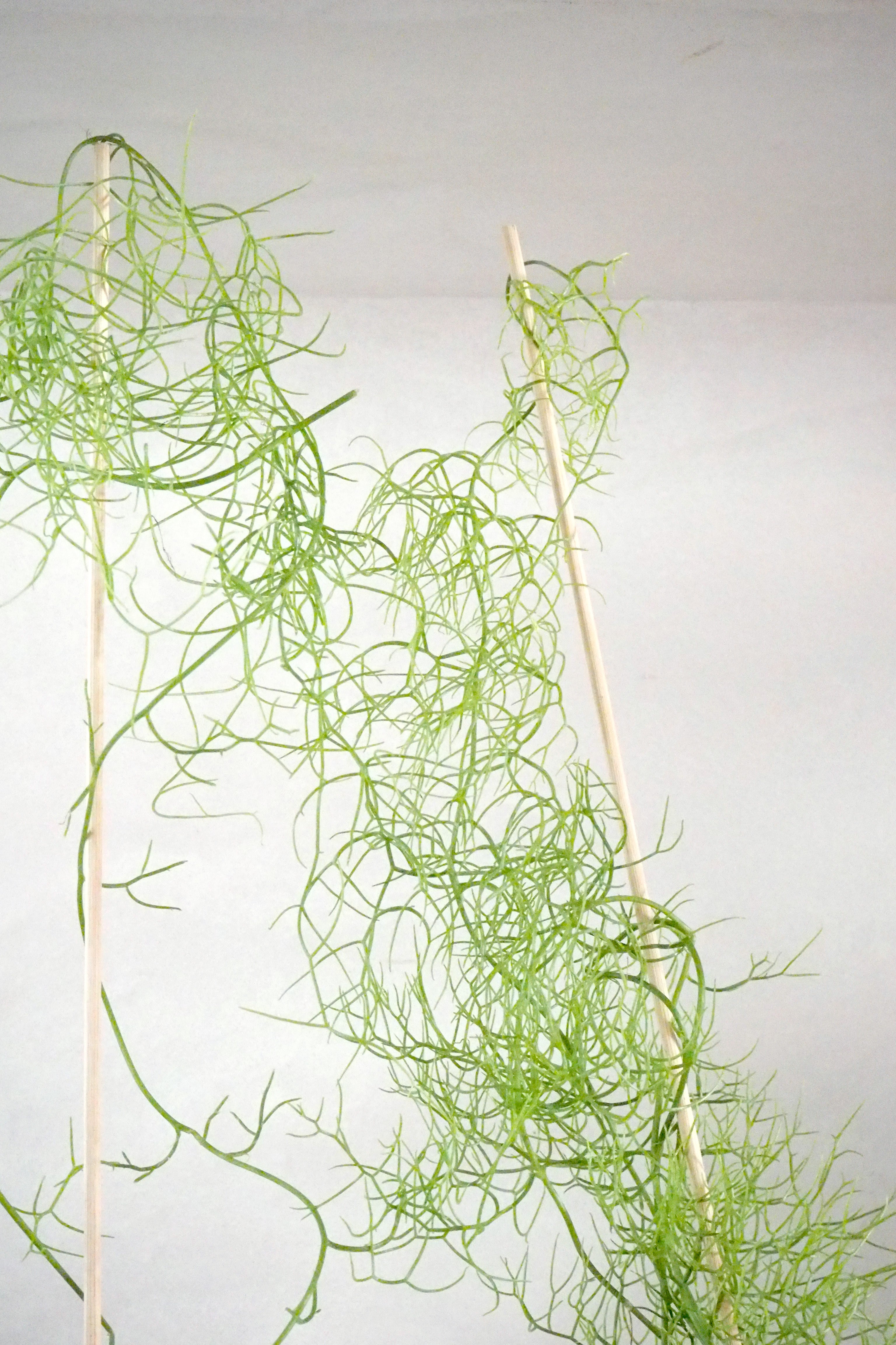 Bowiea volubilis