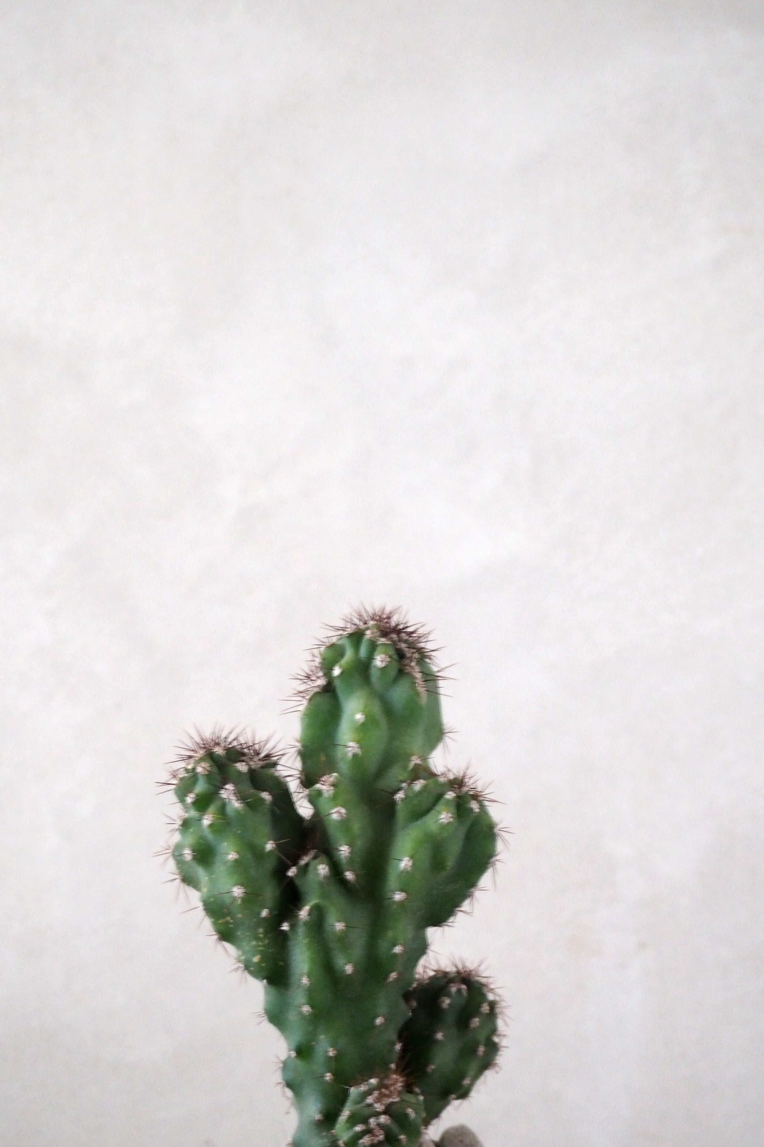Cereus peruvianus monstrose, lille