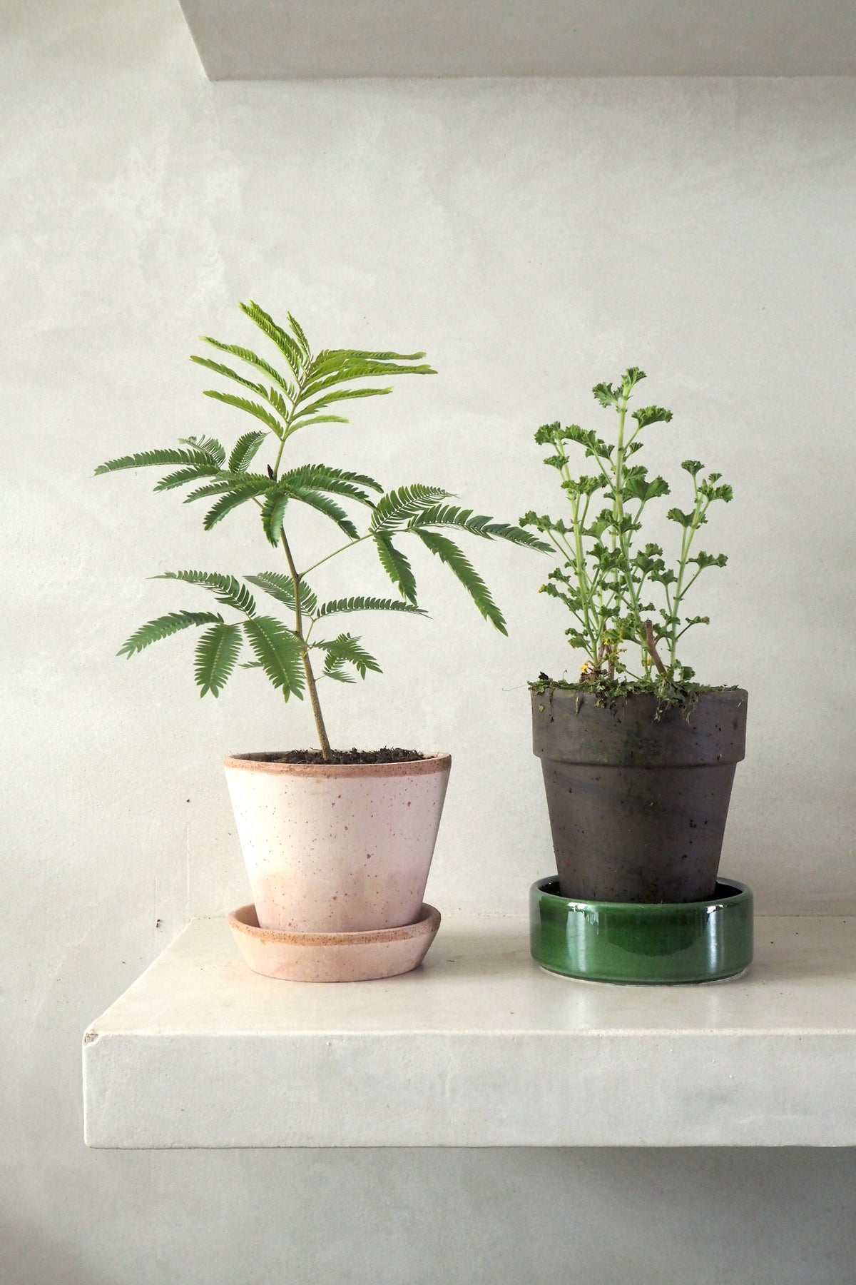 Cojoba Arborea "Zen Sleeper"