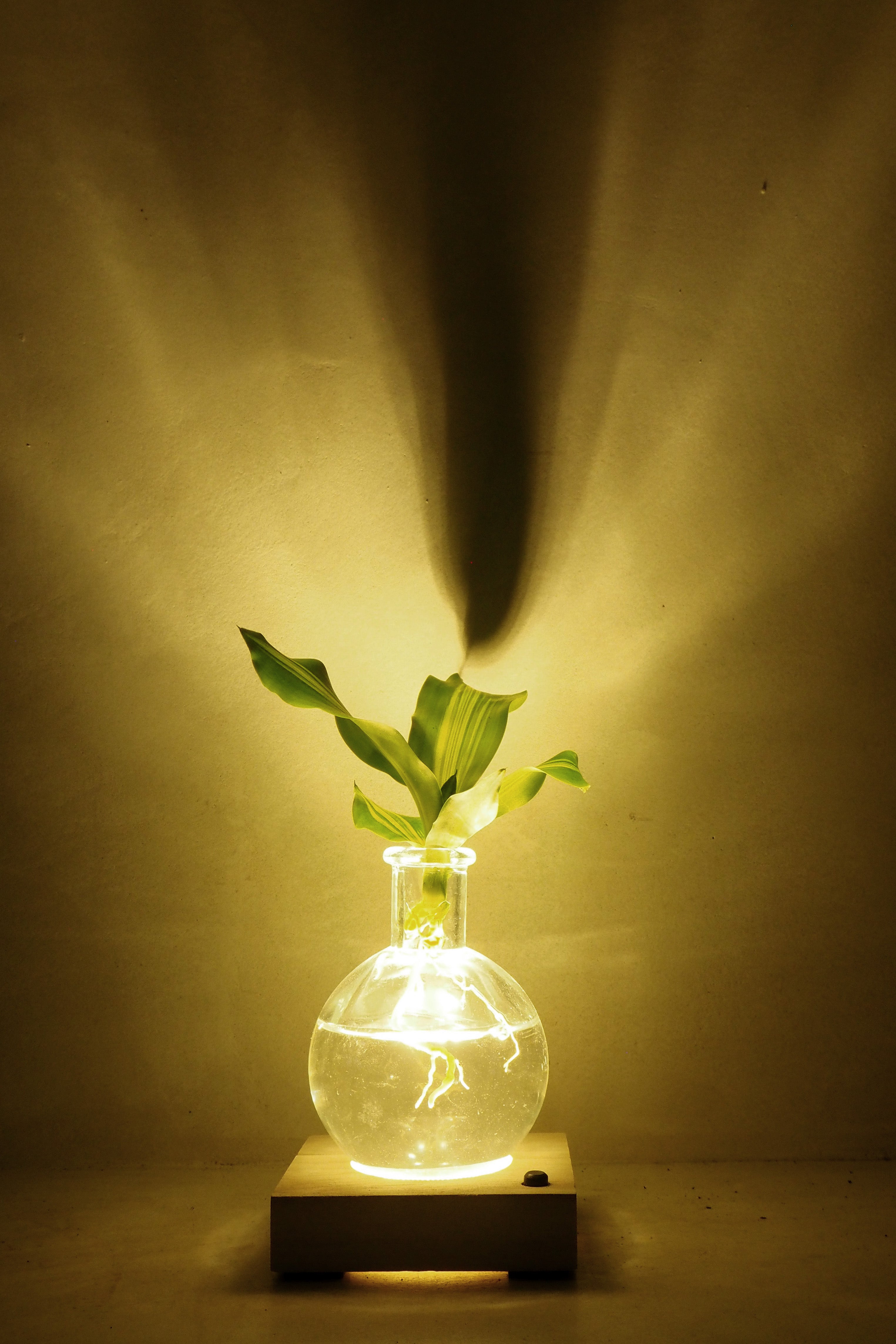 Plantelampe, Dracena