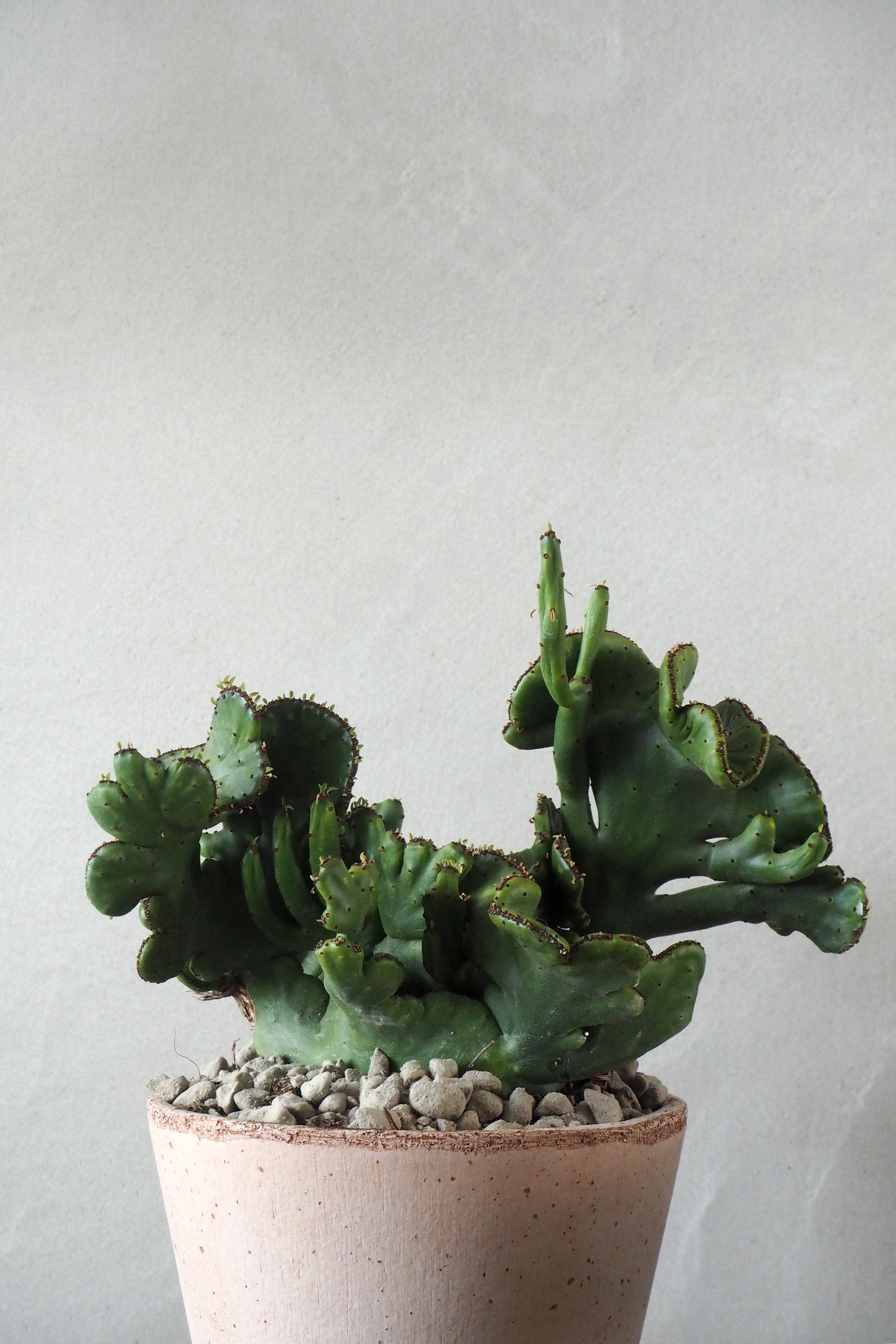 Euphorbia Leucodendron F. Cristata