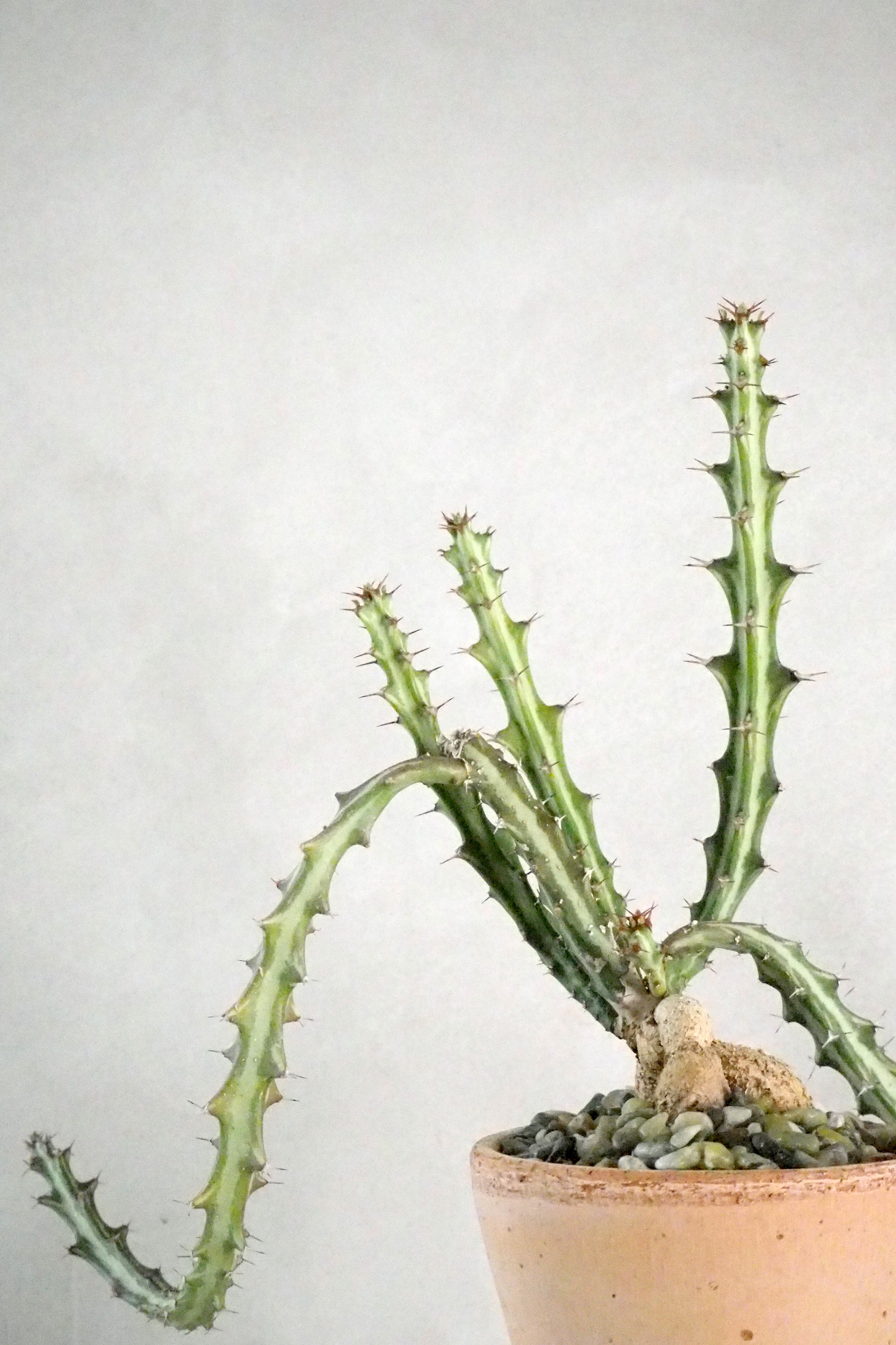 Euphorbia Knuthii
