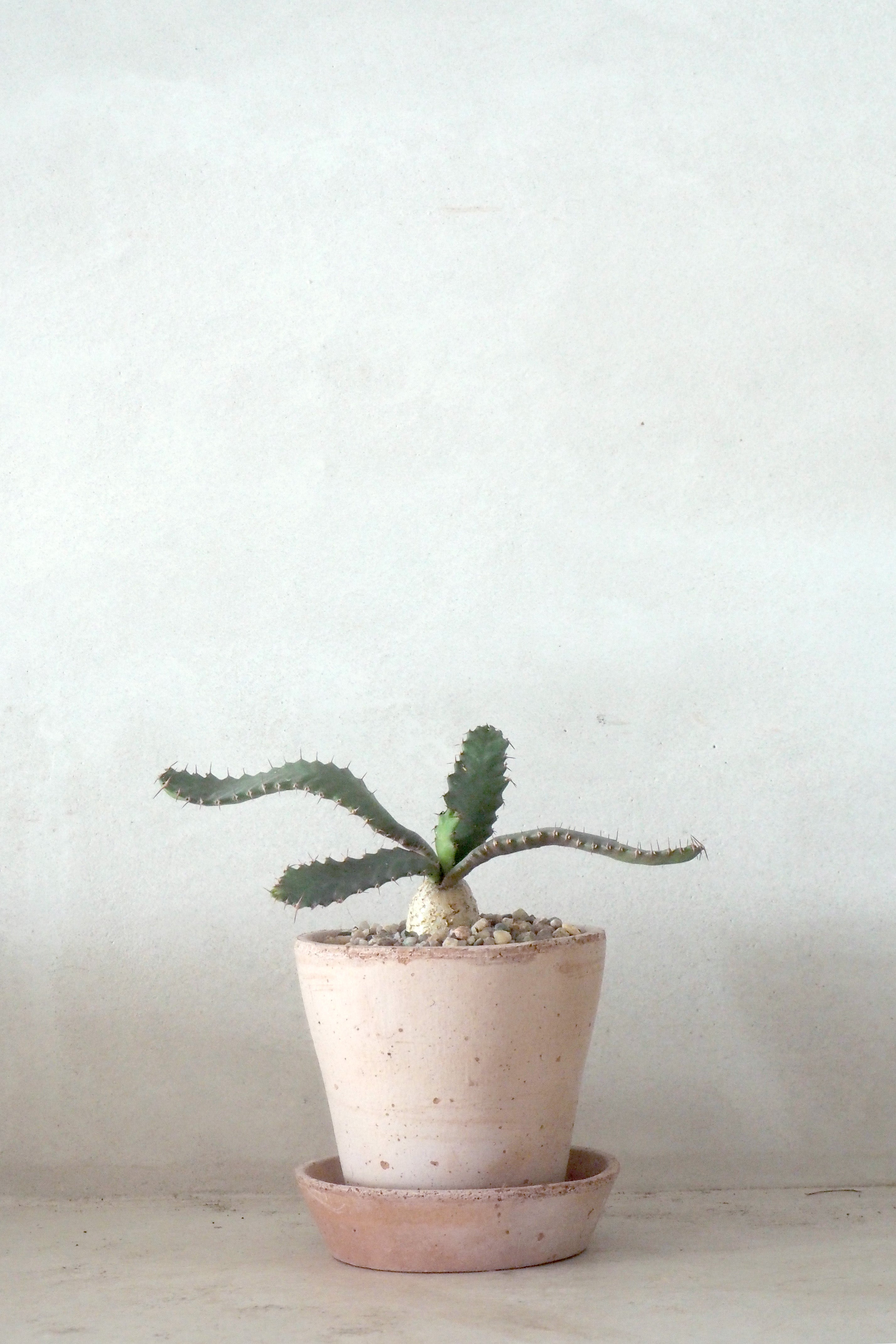 Euphorbia Stellata