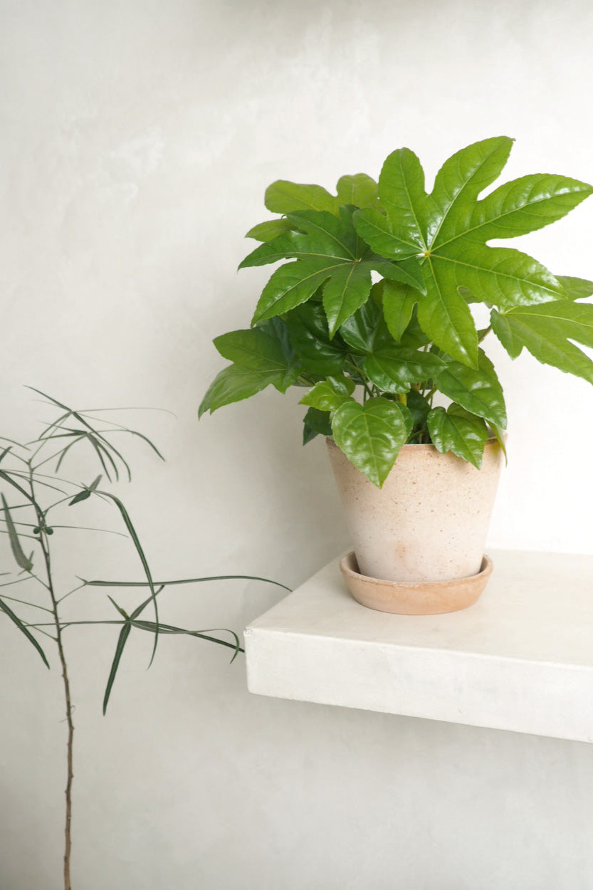Fatsia japonica