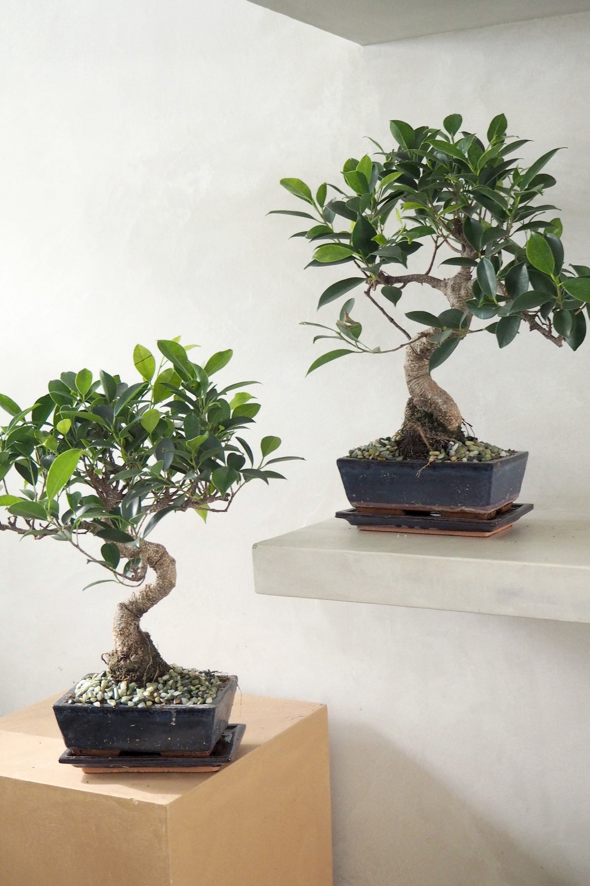 Bonsai Ficus, stor