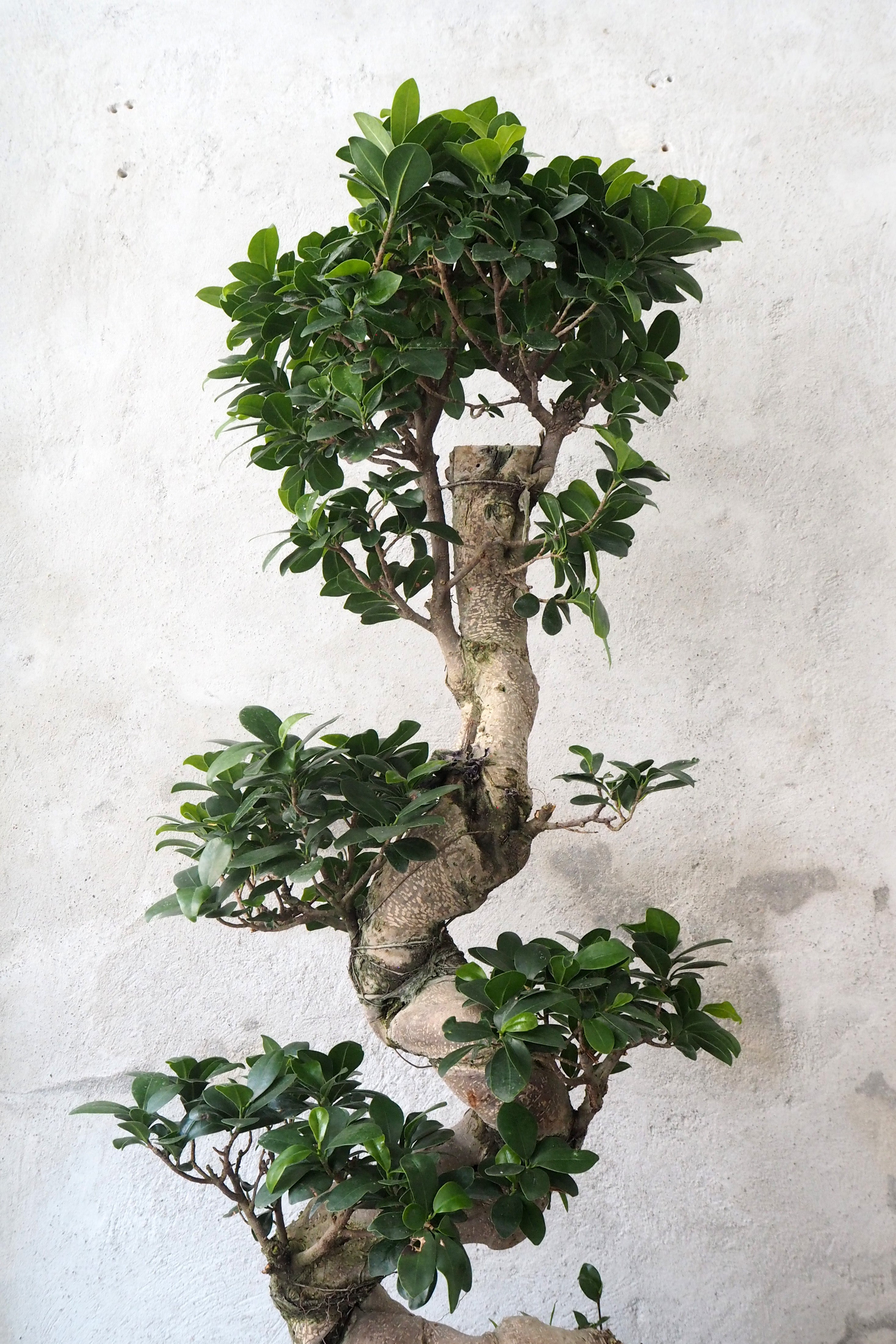 Bonsai Ficus Ginseng, stor