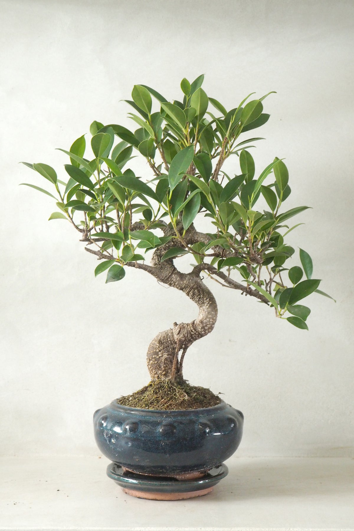 Bonsai Ficus, Blå, rund