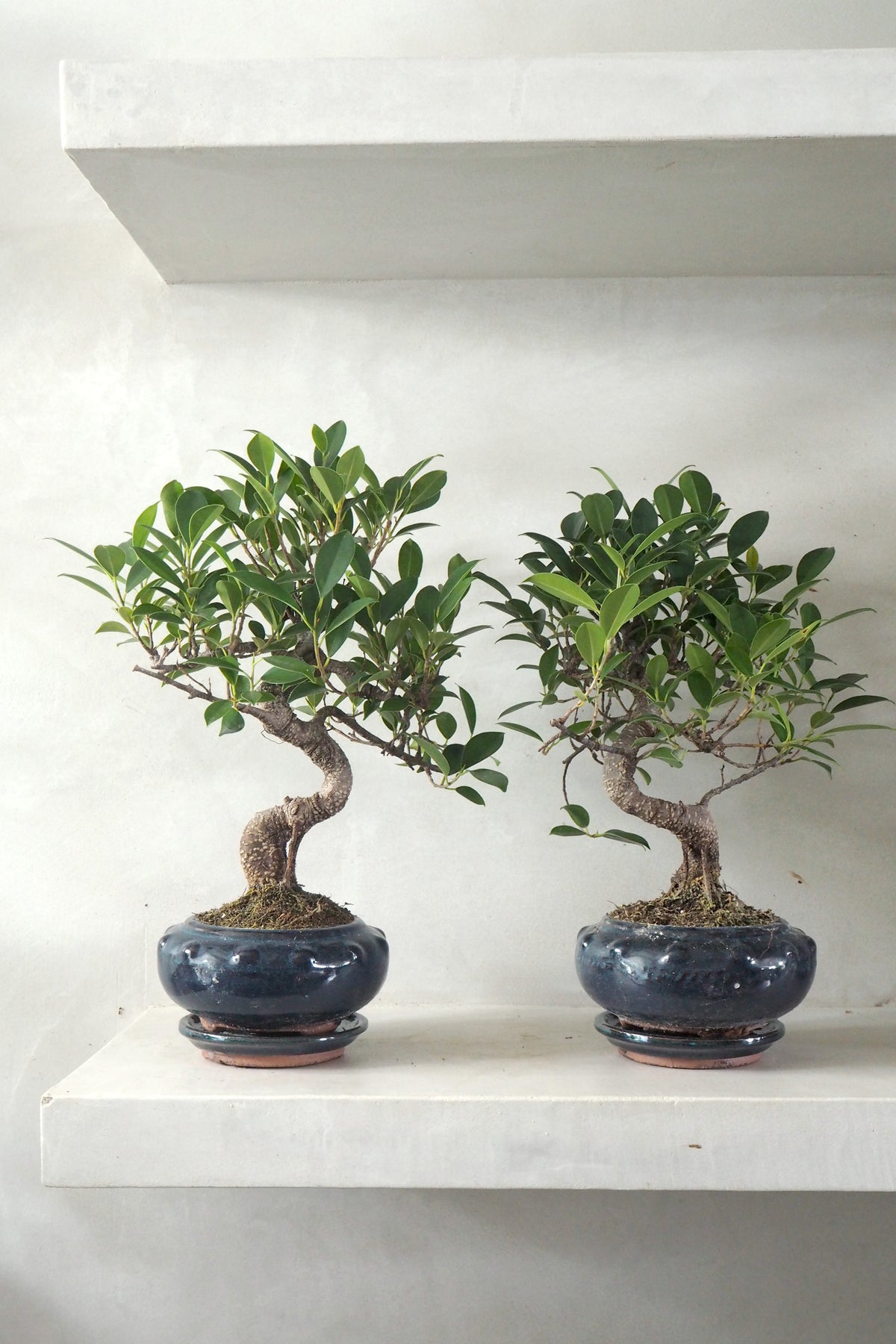 Bonsai Ficus, Blå, rund