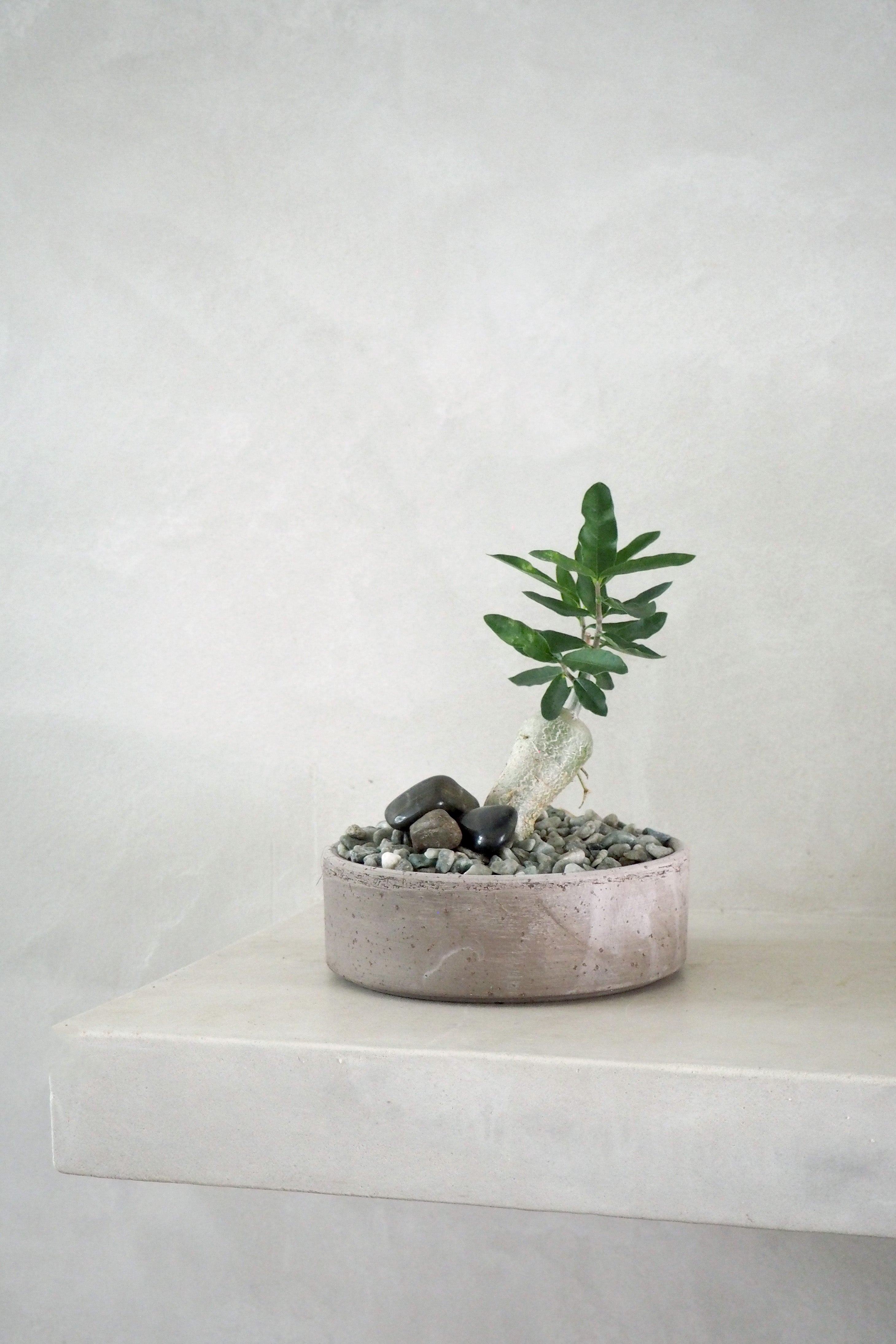 Fockea Edulis