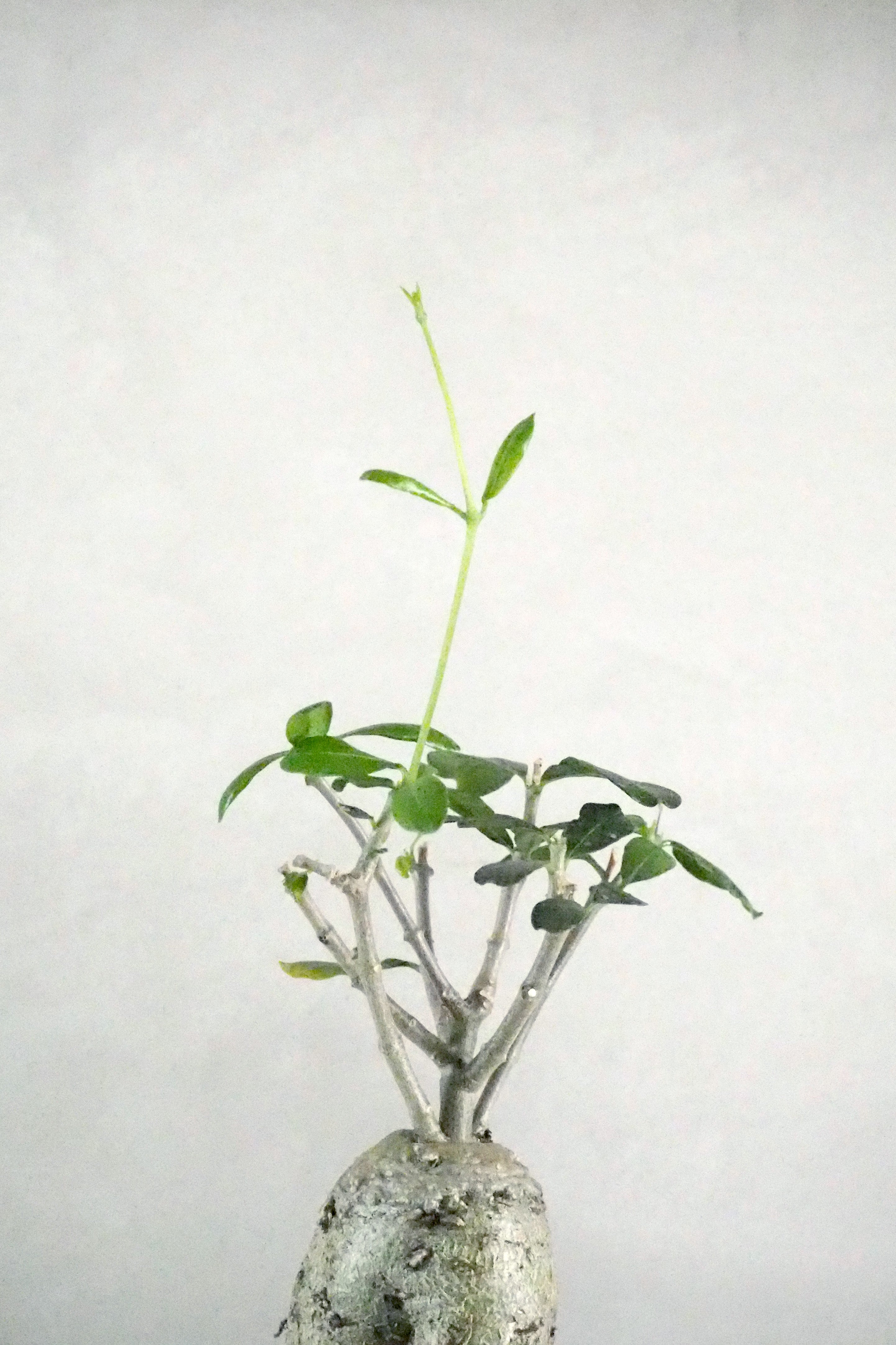 Fockea Edulis,medium