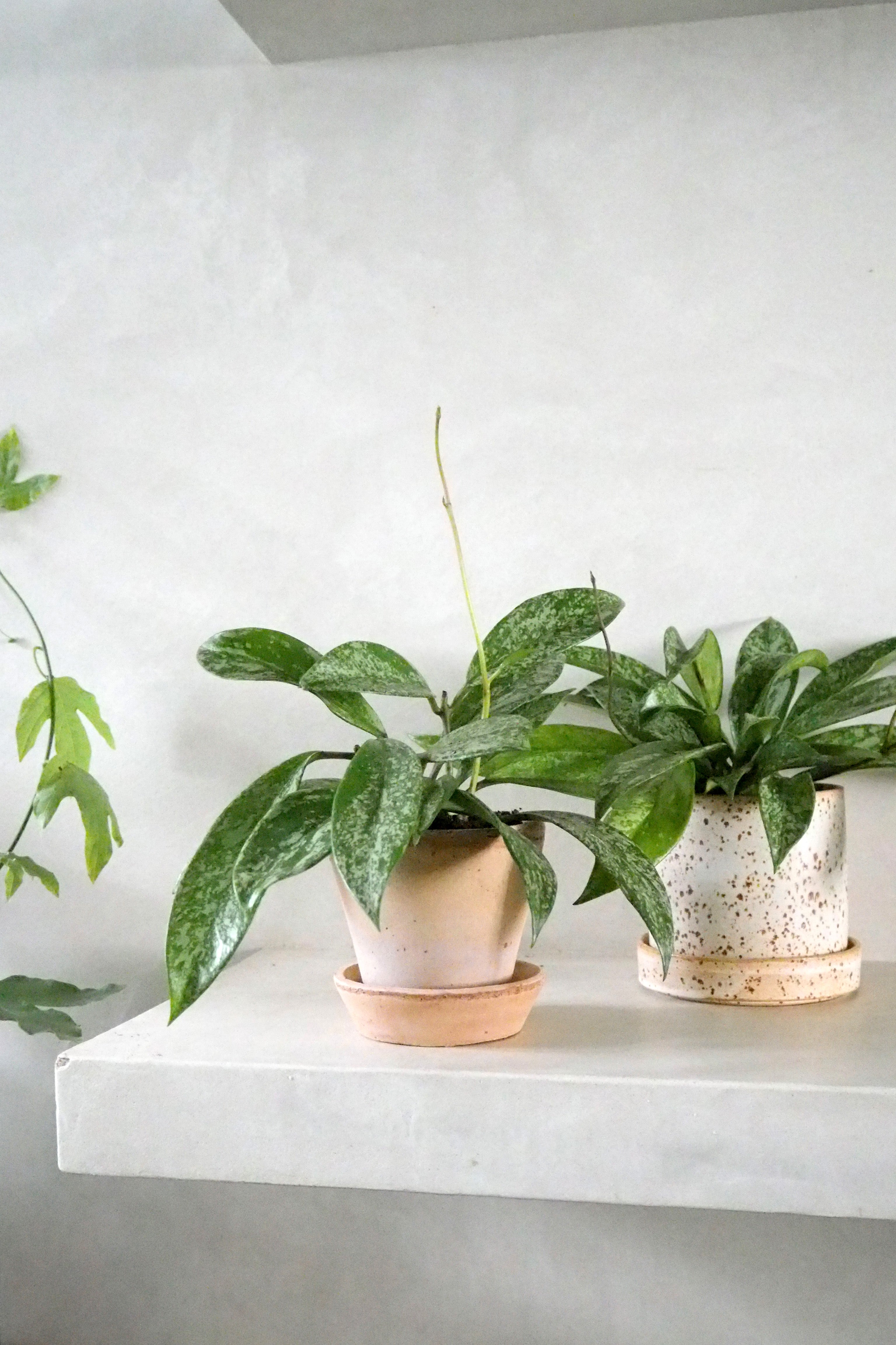 Hoya Silverspot