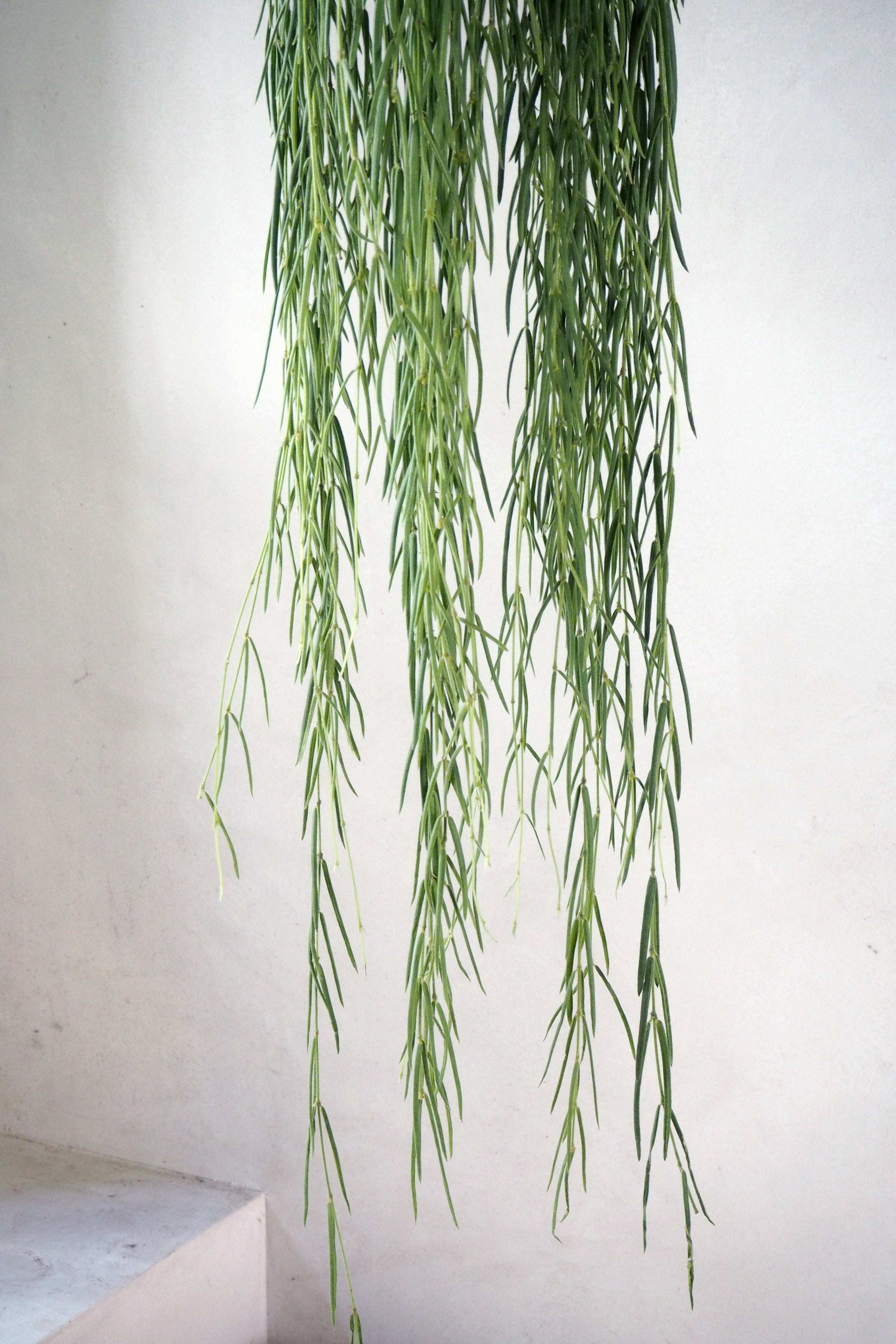 Hoya Linearis