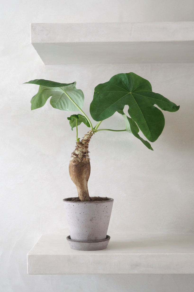 Jatropha