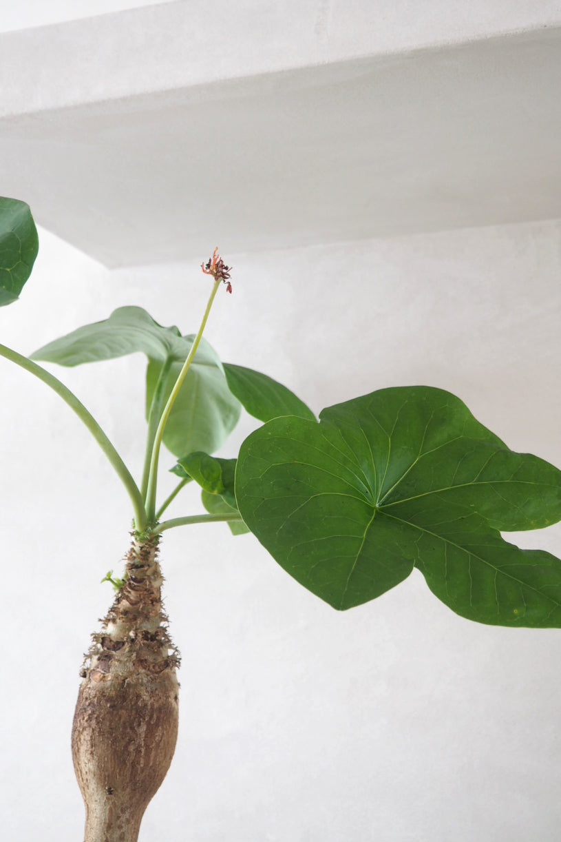 Jatropha