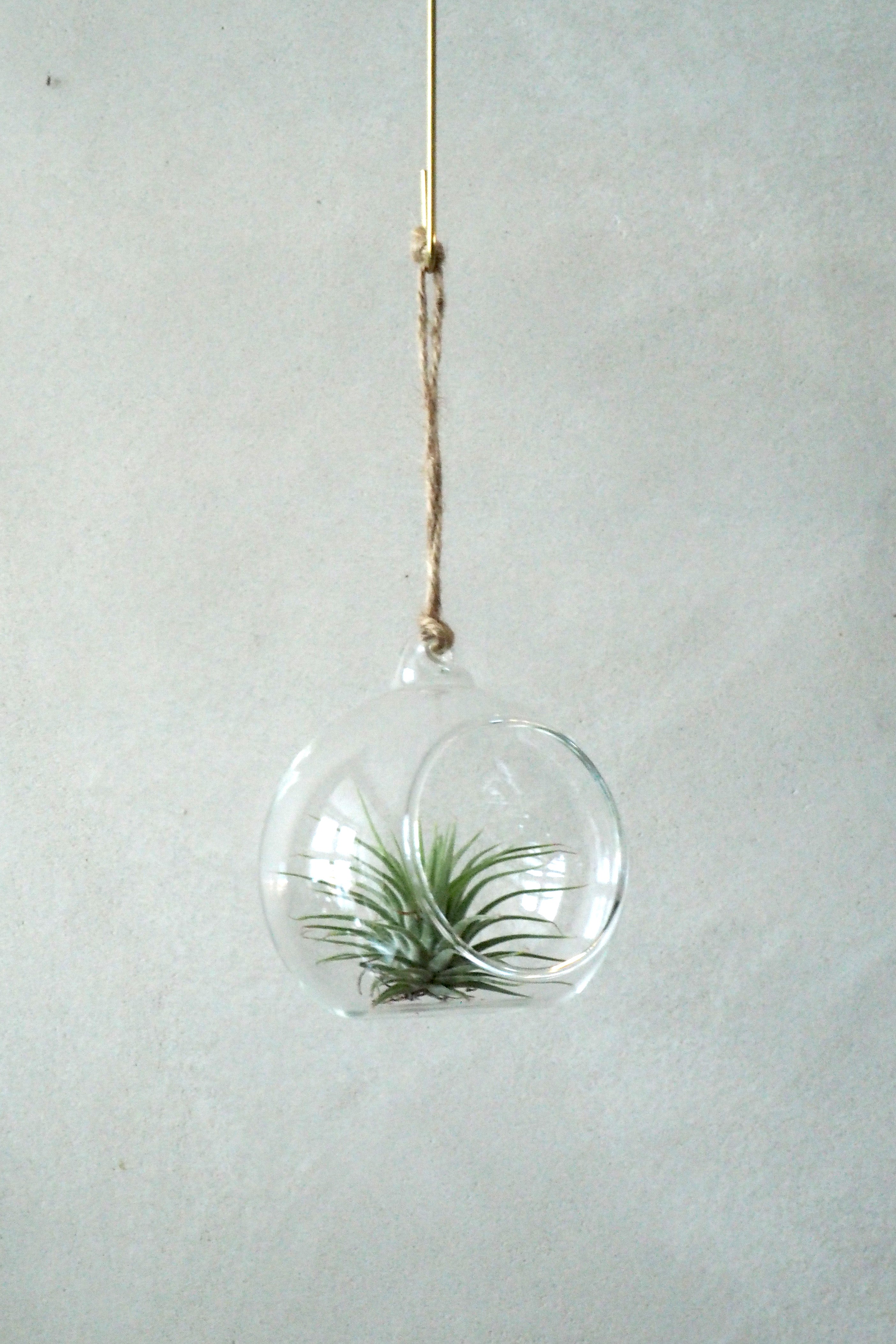 Julekugle air plants