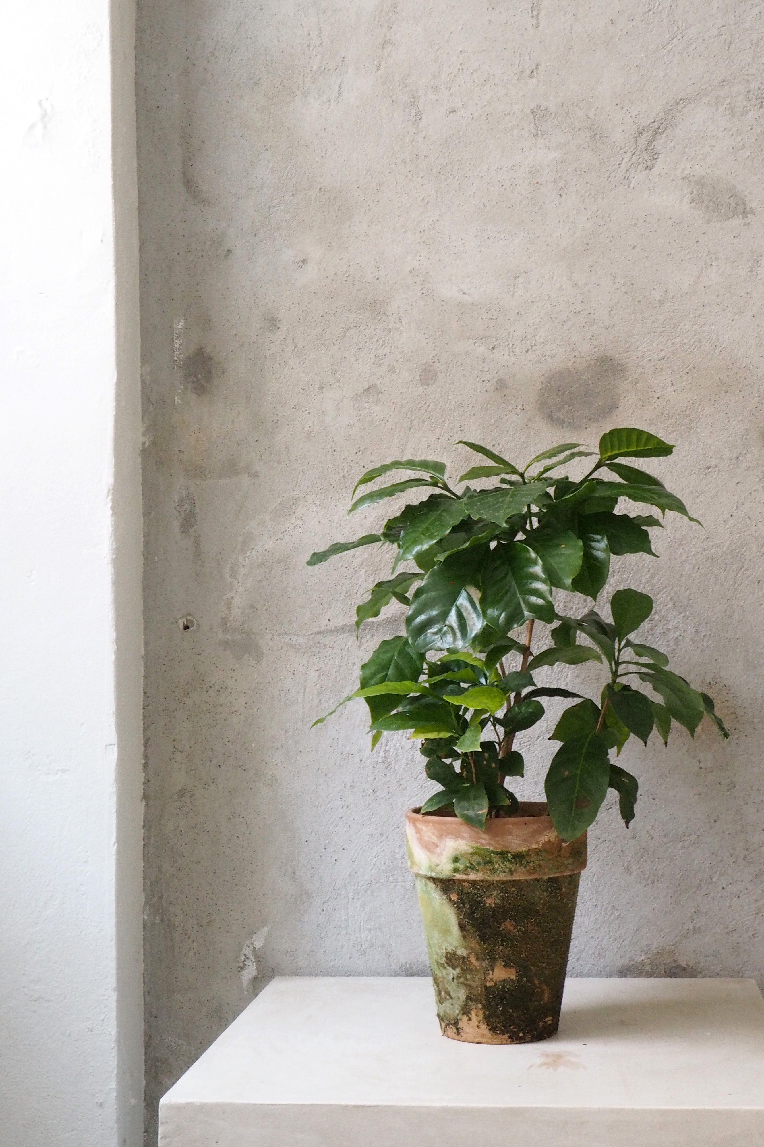 Kaffetræ - Coffee Arabica, stor