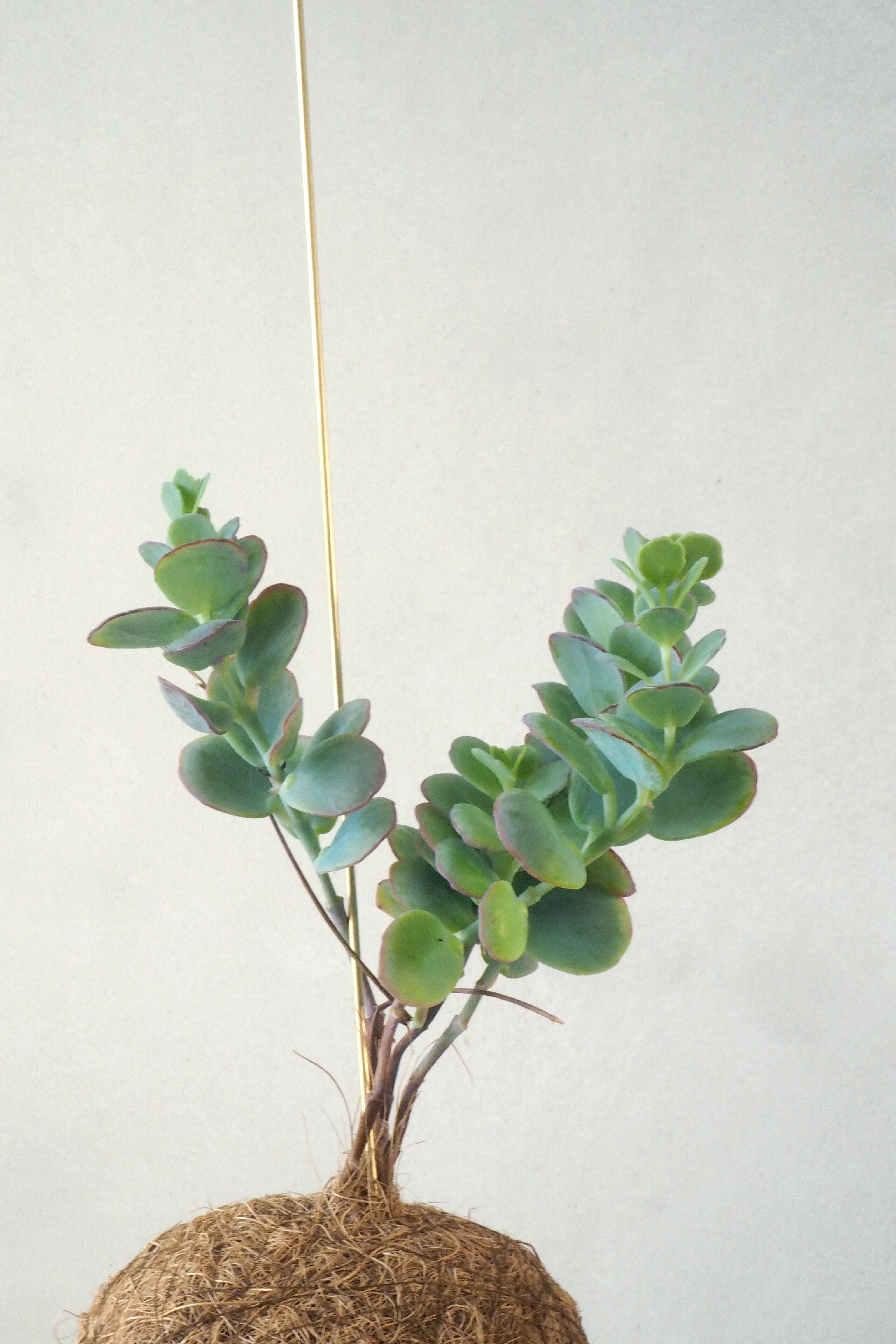Planteplanet, Kalanchoe Marnierana