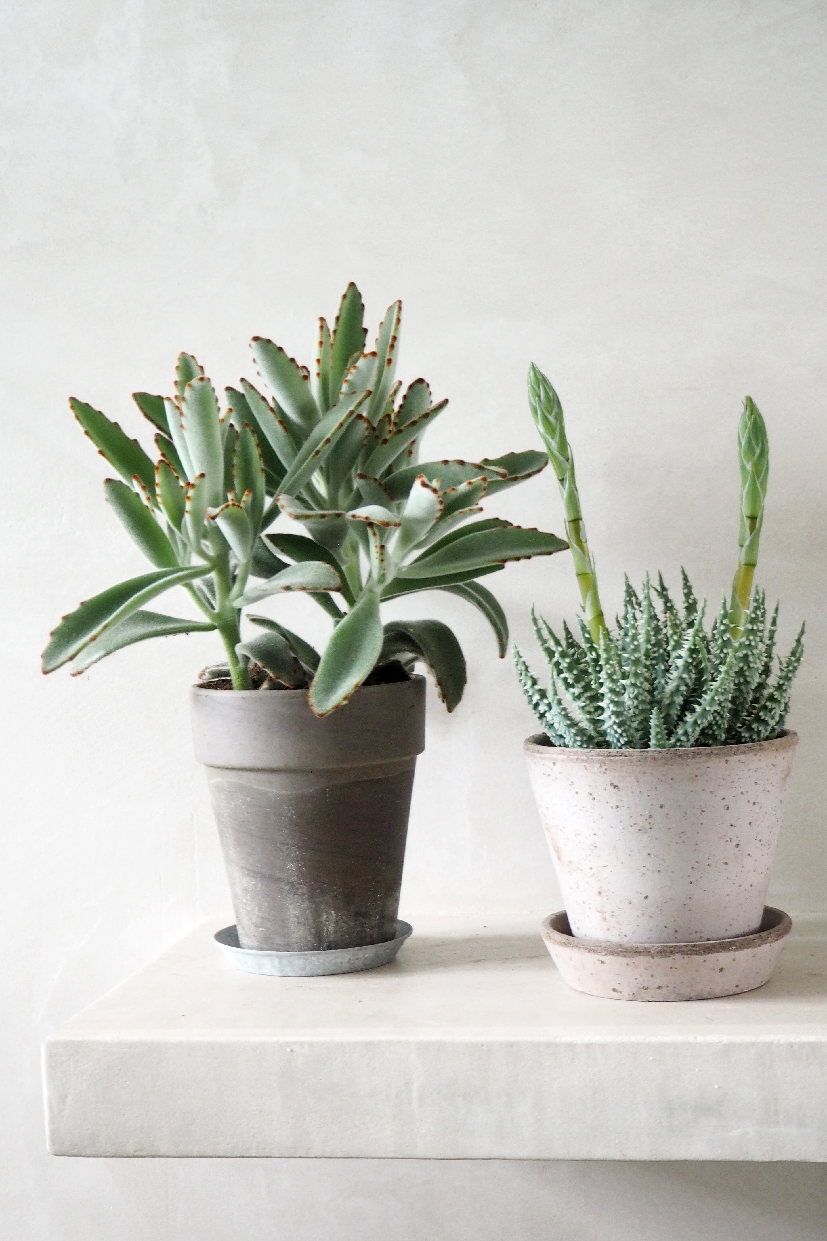 Aloe humilis