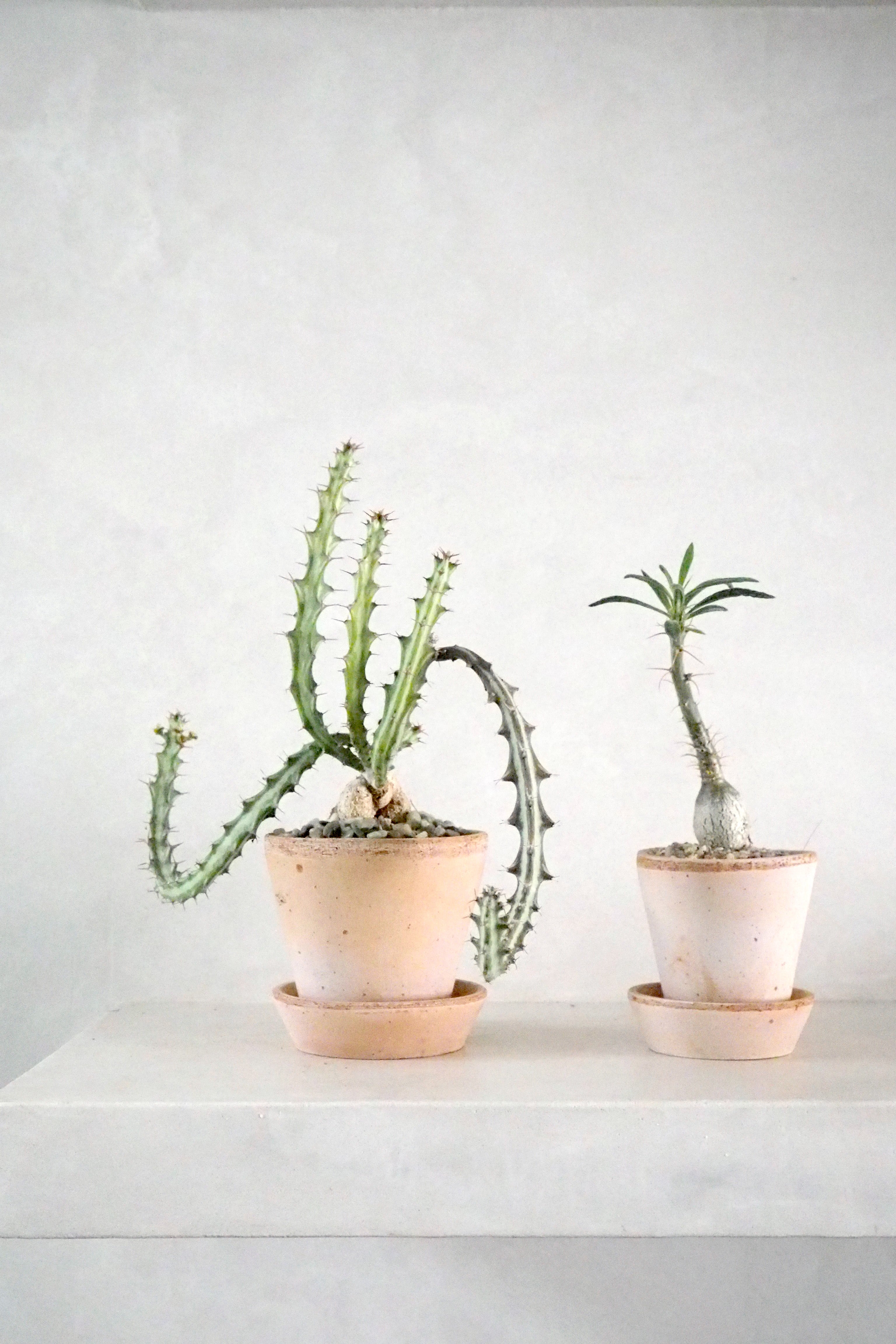 Euphorbia Knuthii