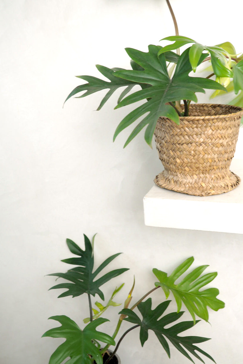 Philodendron Mayoi