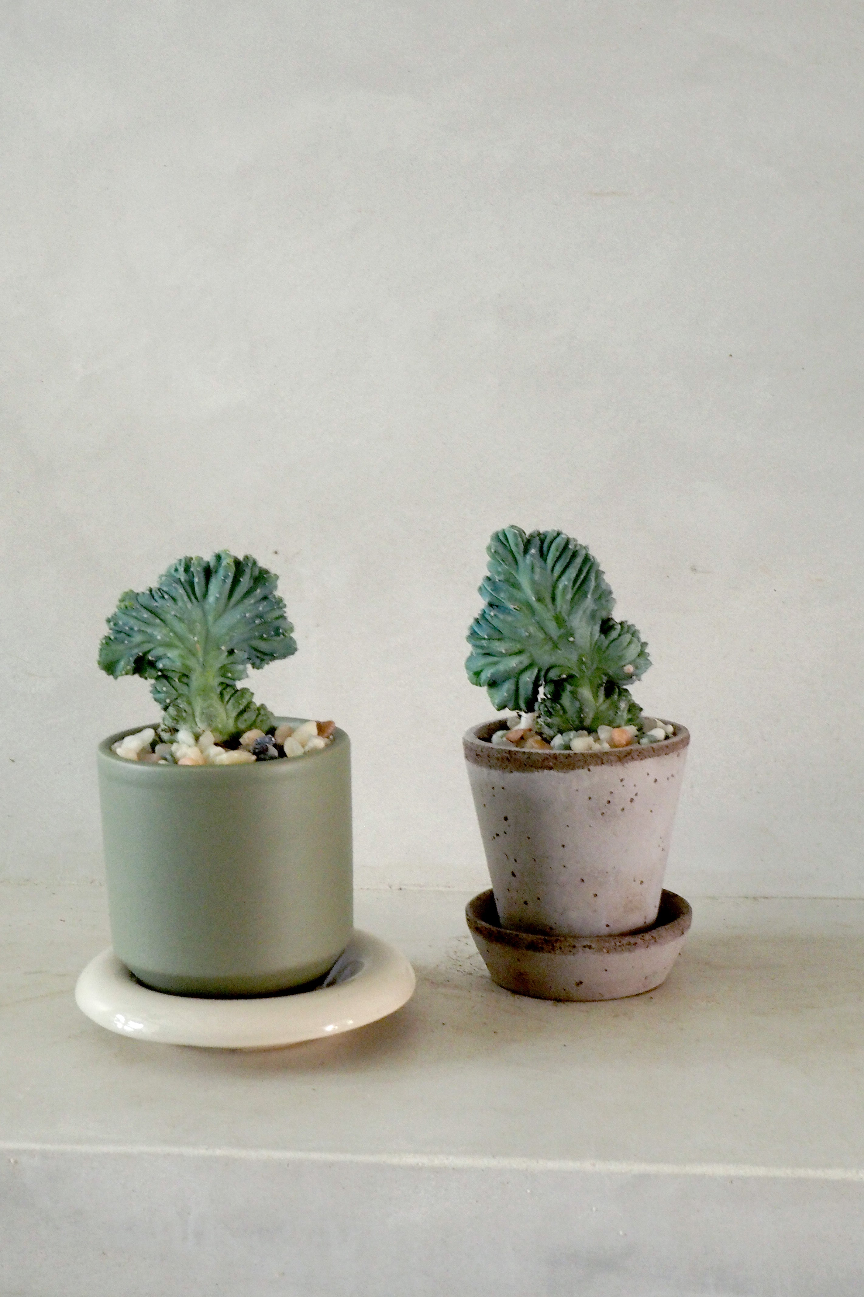 Myrtillo Geometrizans